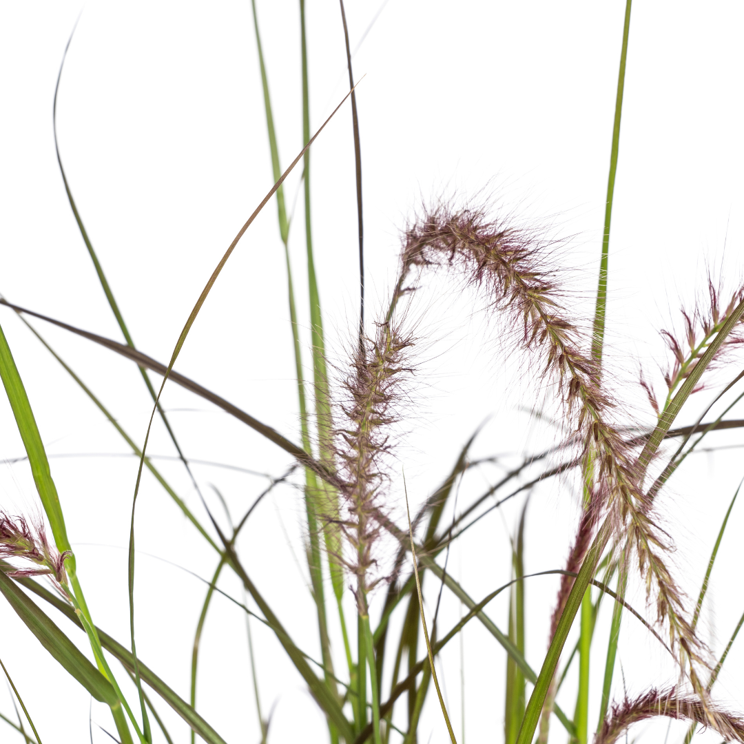 4x Pennisetum x advena Rubrum Ø13cm - ↕50 - 60cm bei Pflanzfix24.de - Pflanzfix24.de
