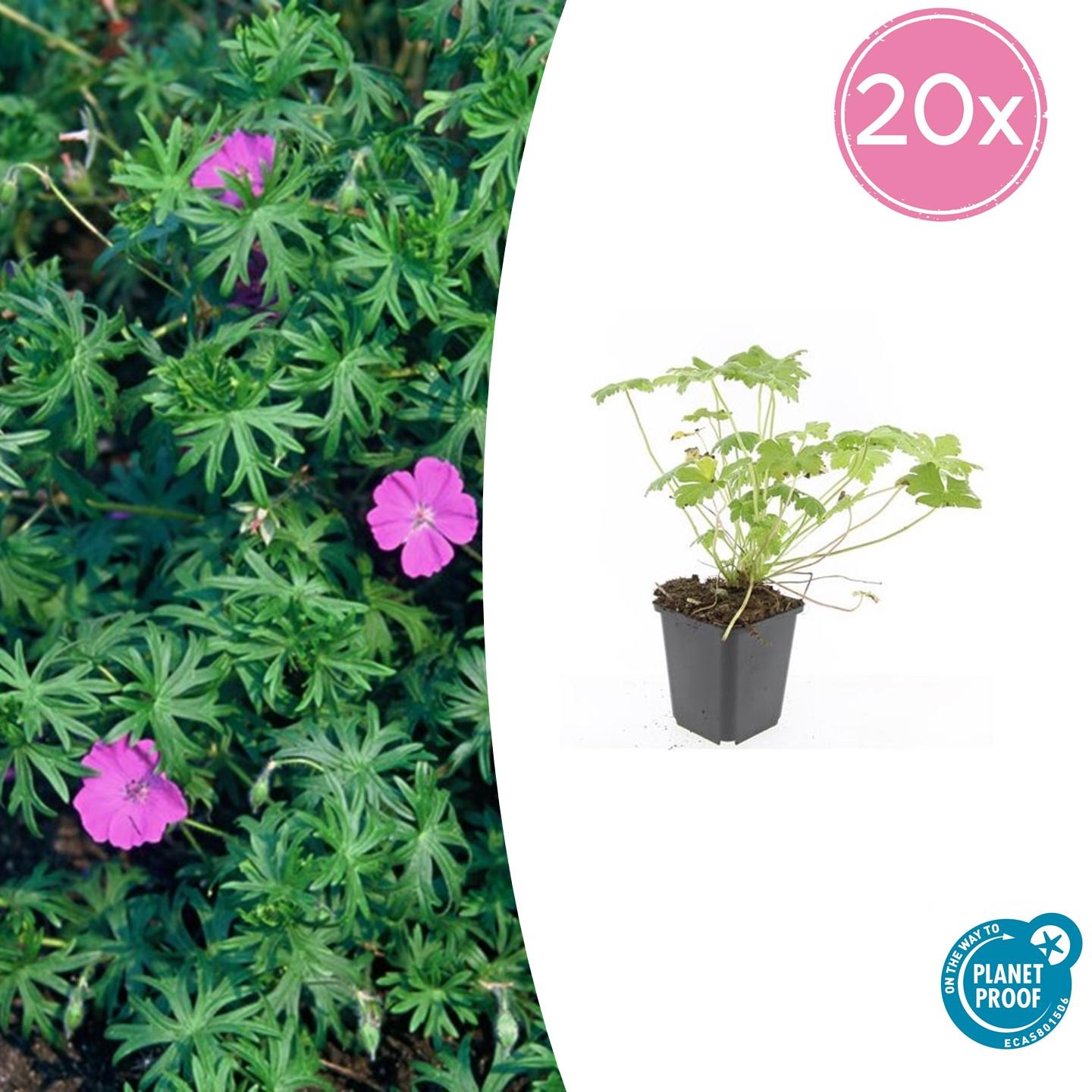 20x Geranium 'Tiny Monster' - Pflanzfix24.de - Höhe 10-25cm, Topfgröße Ø9cm - Pflanzfix24.de