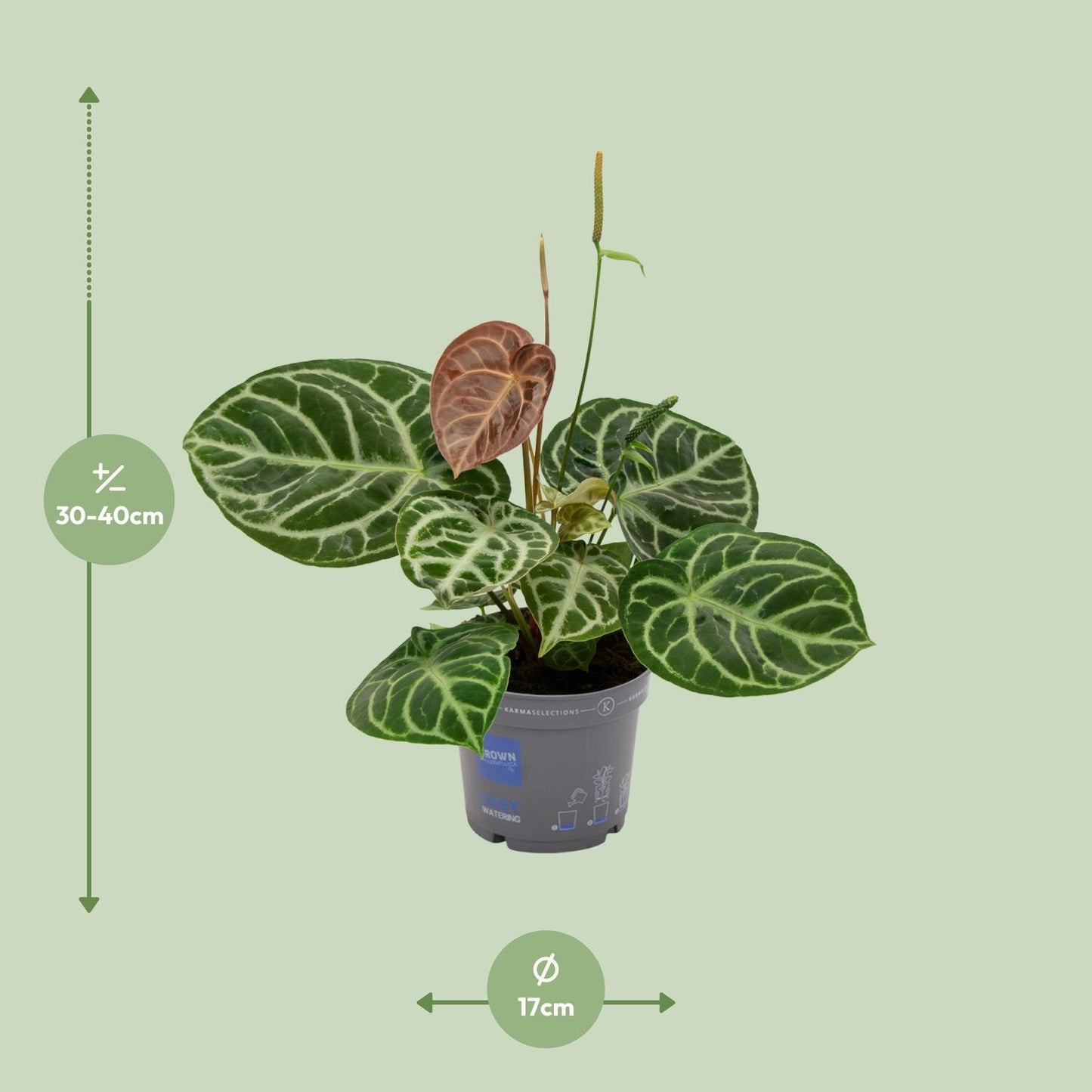 Anthurium Crystal Hybride Compact - Pflanzfix24.de - Pflanzfix24.de