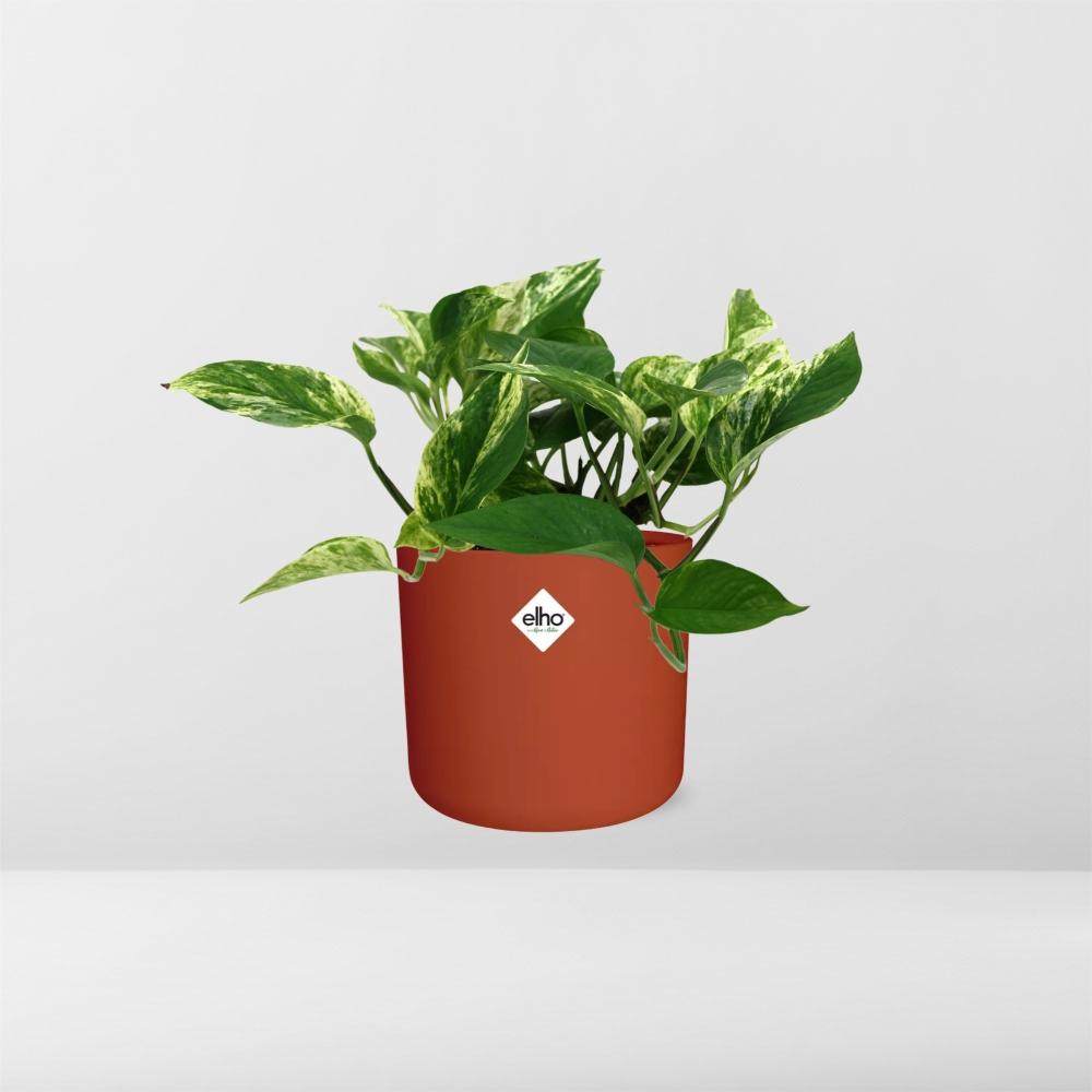 Scindapsus Marble Queen in ELHO b.for soft rond 14cm brique - Pflanzfix24