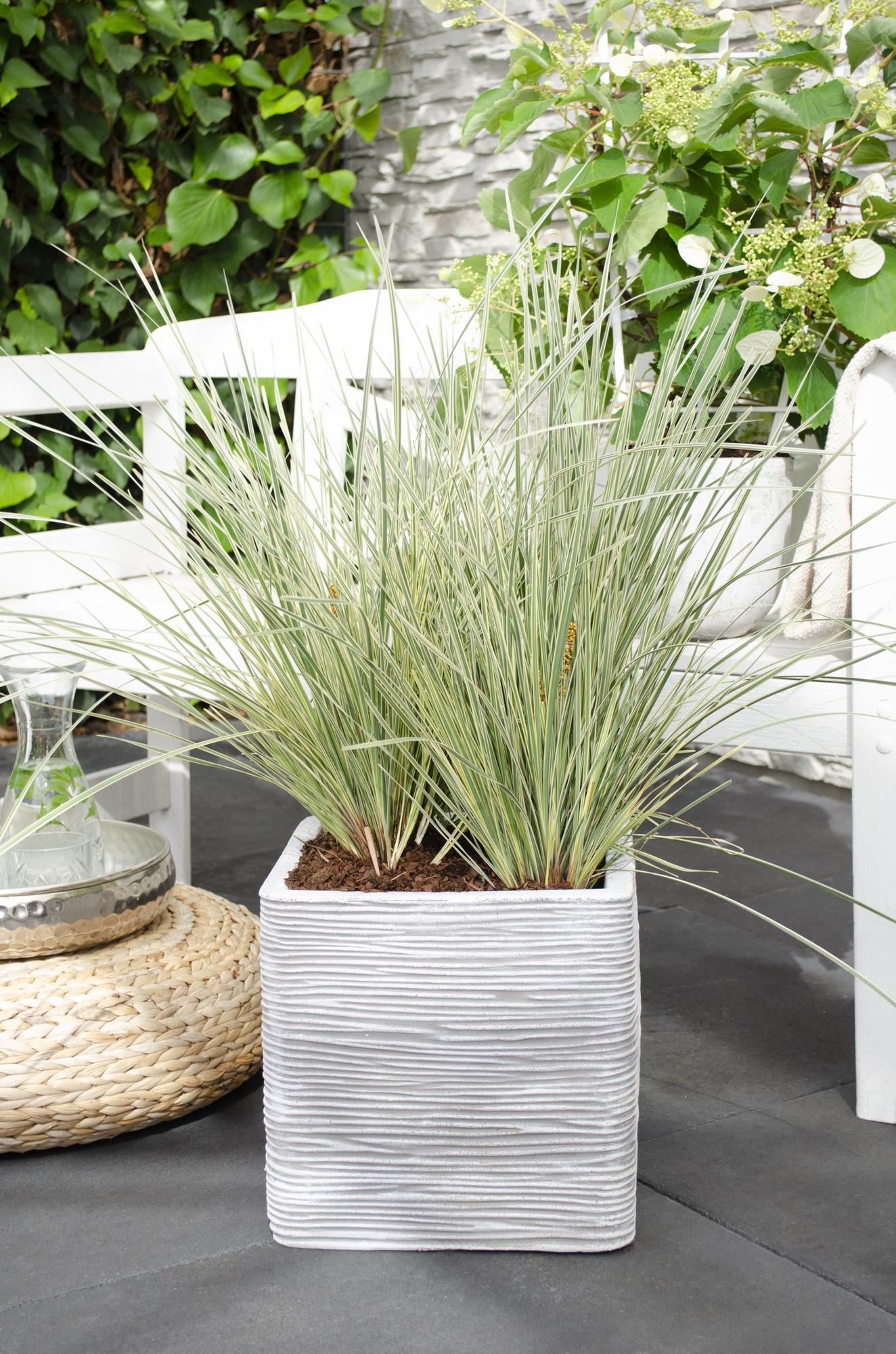 Lomandra 'White Sands' - Ø19cm - ↕40cm - Pflanzfix24