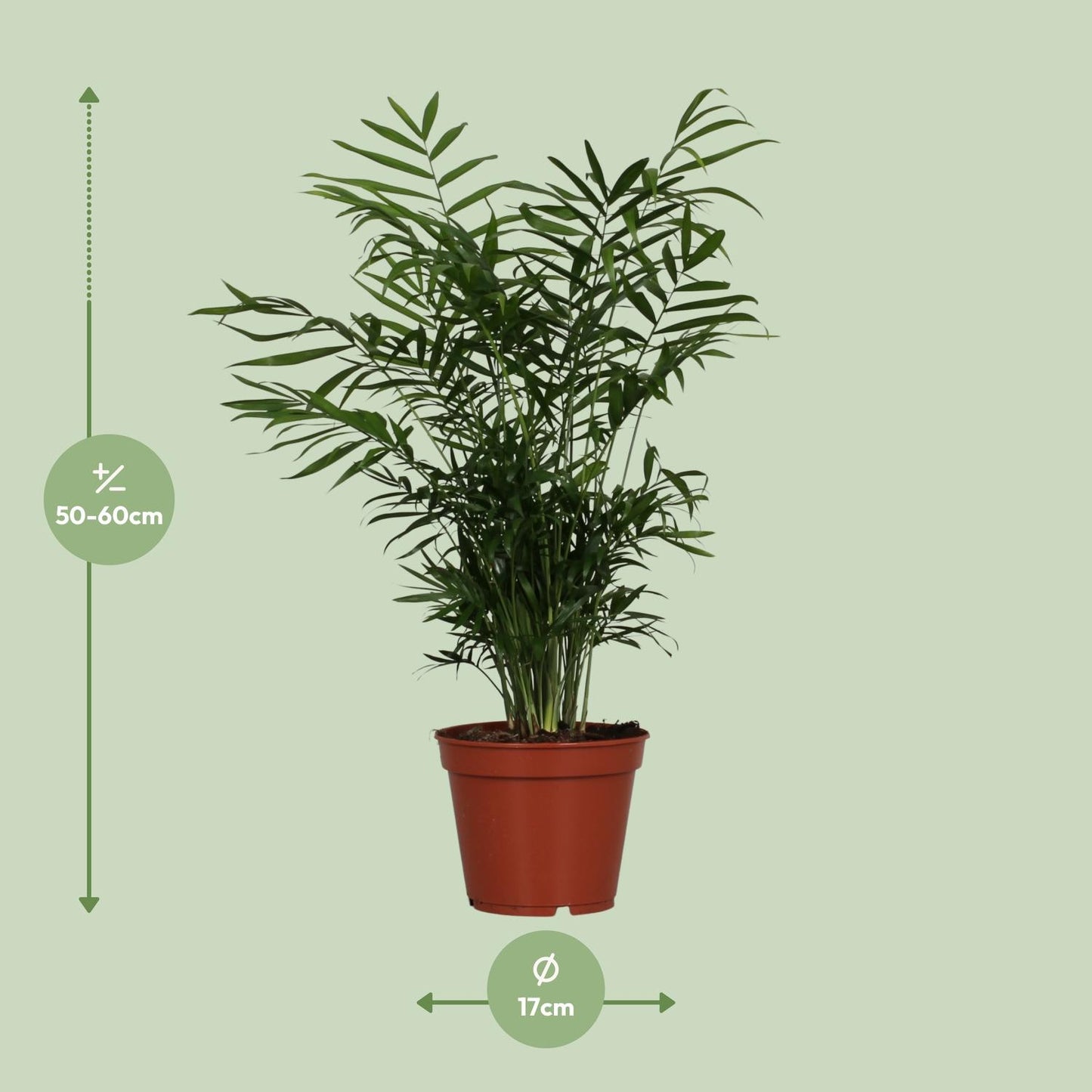 Chamaedorea Elegans - Ø17cm - ↕55cm - Pflanzfix24.de - Pflanzfix24.de