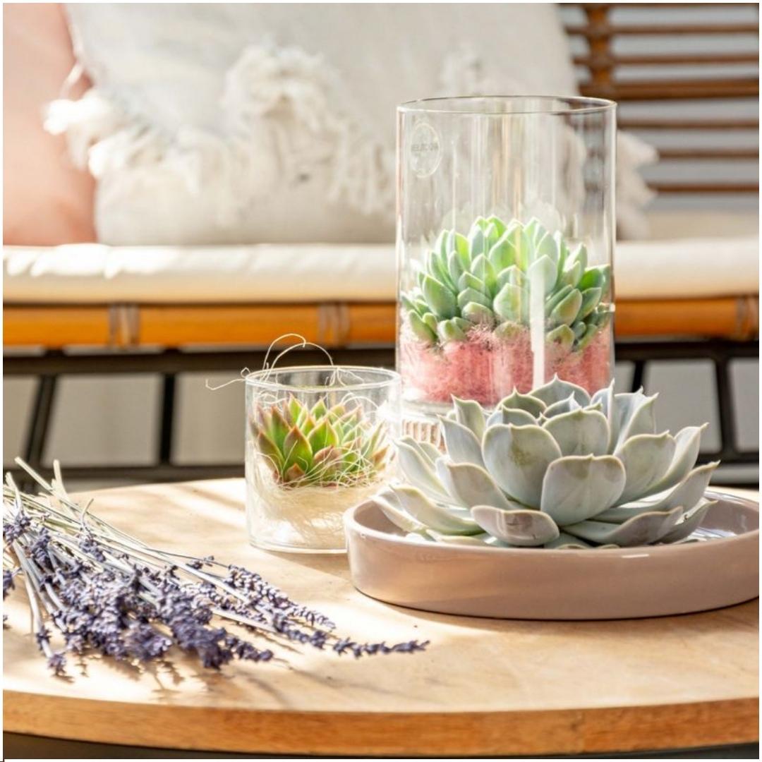 ROOTLESS Echeveria Lilacina in taupefarbener Keramik | Pflanzfix24.de - Pflanzfix24.de