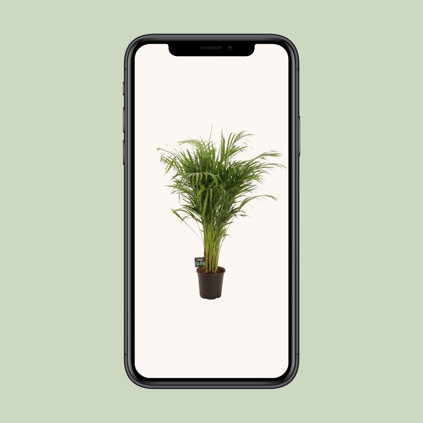 Dypsis Lutescens - Ø21cm - ↕110cm - Pflanzfix24