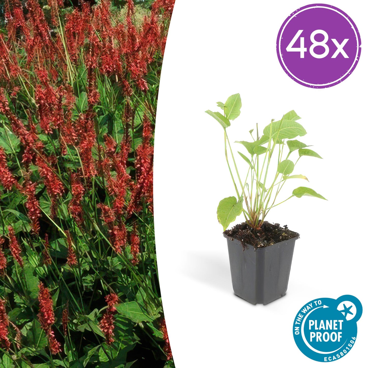 48x Persicaria amplexicaulis - ↕10-25cm - Ø9cm - Pflanzfix24