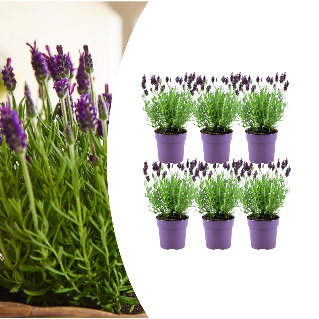6x Lavandula stoechas Anouk® - Set van 6 Franse Lavendels - Pflanzfix24.de - Pflanzfix24.de