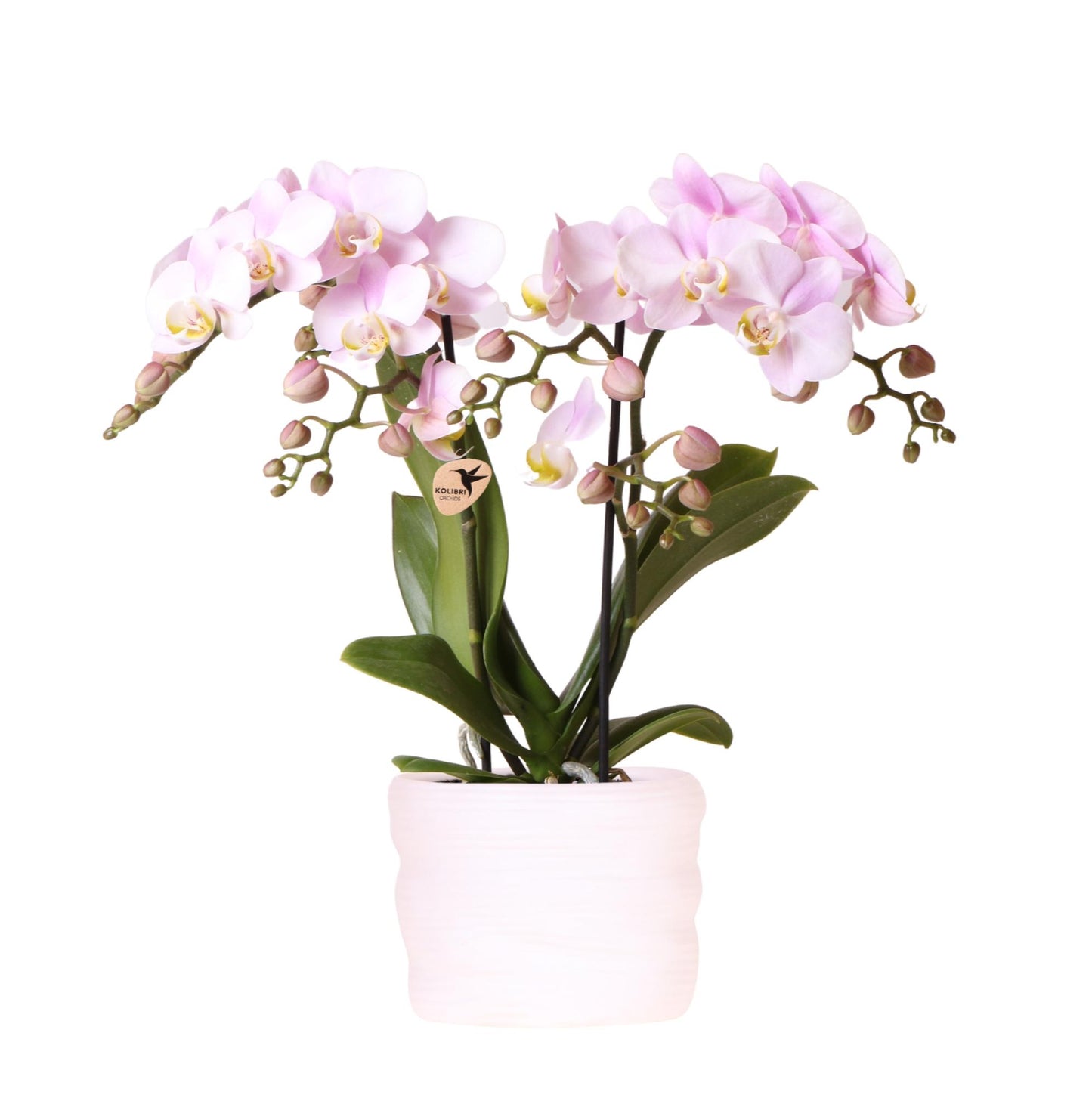 Rosa Portugal-Orchidee im Como-Topf mit Easy Watering System - Pflanzfix24
