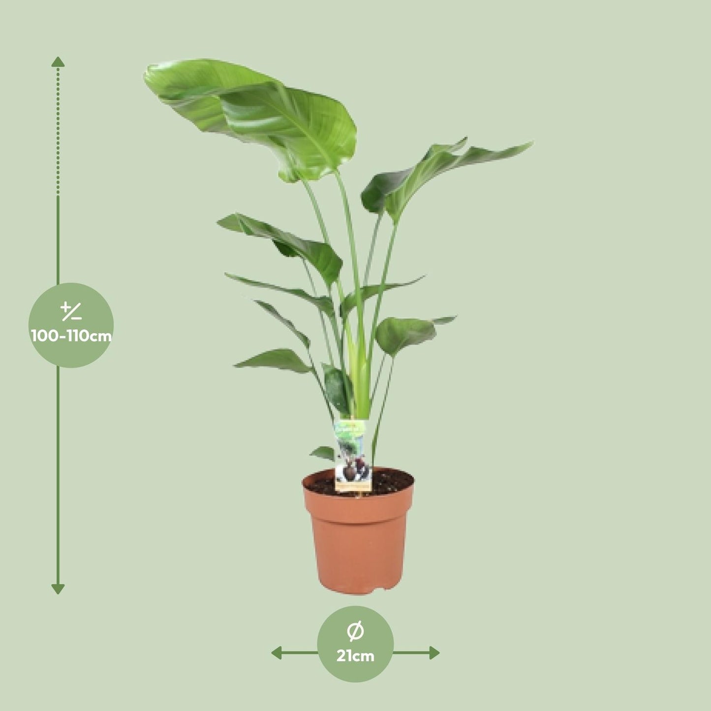 Strelitzia Nicolai 90 cm - Paradiesvogelblume Ø21 cm | Pflanzfix24.de - Pflanzfix24.de