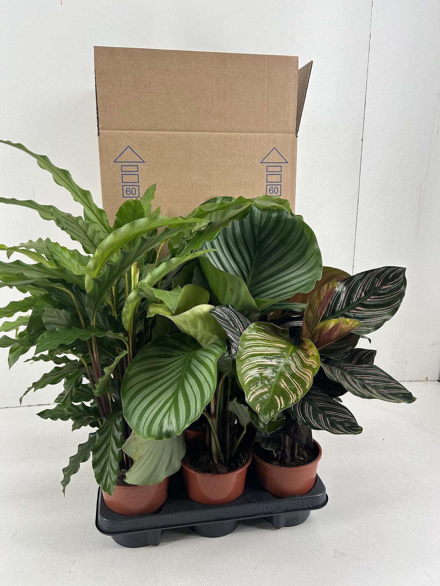 Calathea Mix P14cm - Pflanzfix24.de - Pflanzfix24.de