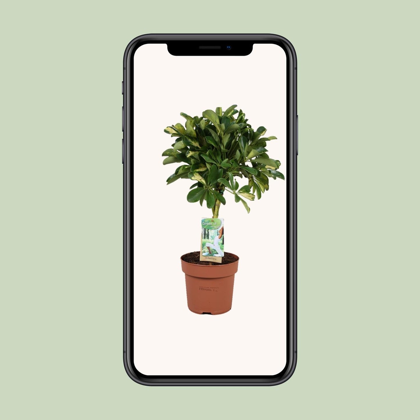 Schefflera Gold Capella - Ø17cm - ↕60cm - Pflanzfix24