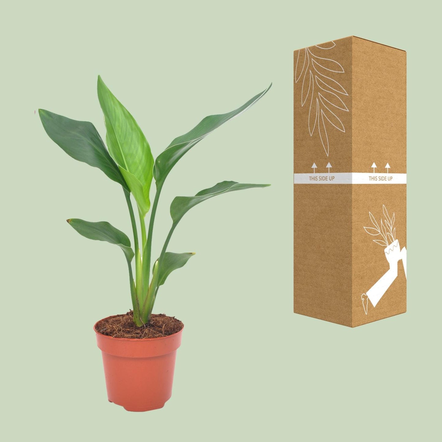 Strelitzia Regina Ø12cm – 40cm hoch – Pflanzfix24.de - Pflanzfix24.de