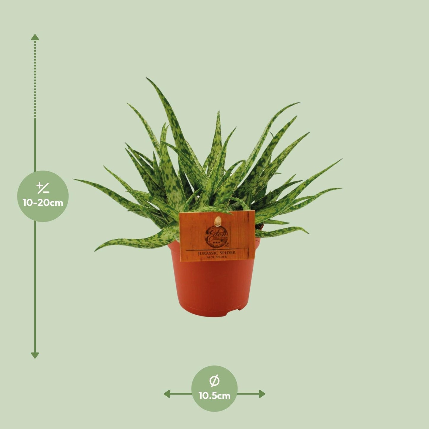 Aloe Spider - Ø10,5 ↕15 bei Pflanzfix24.de - Pflanzfix24.de