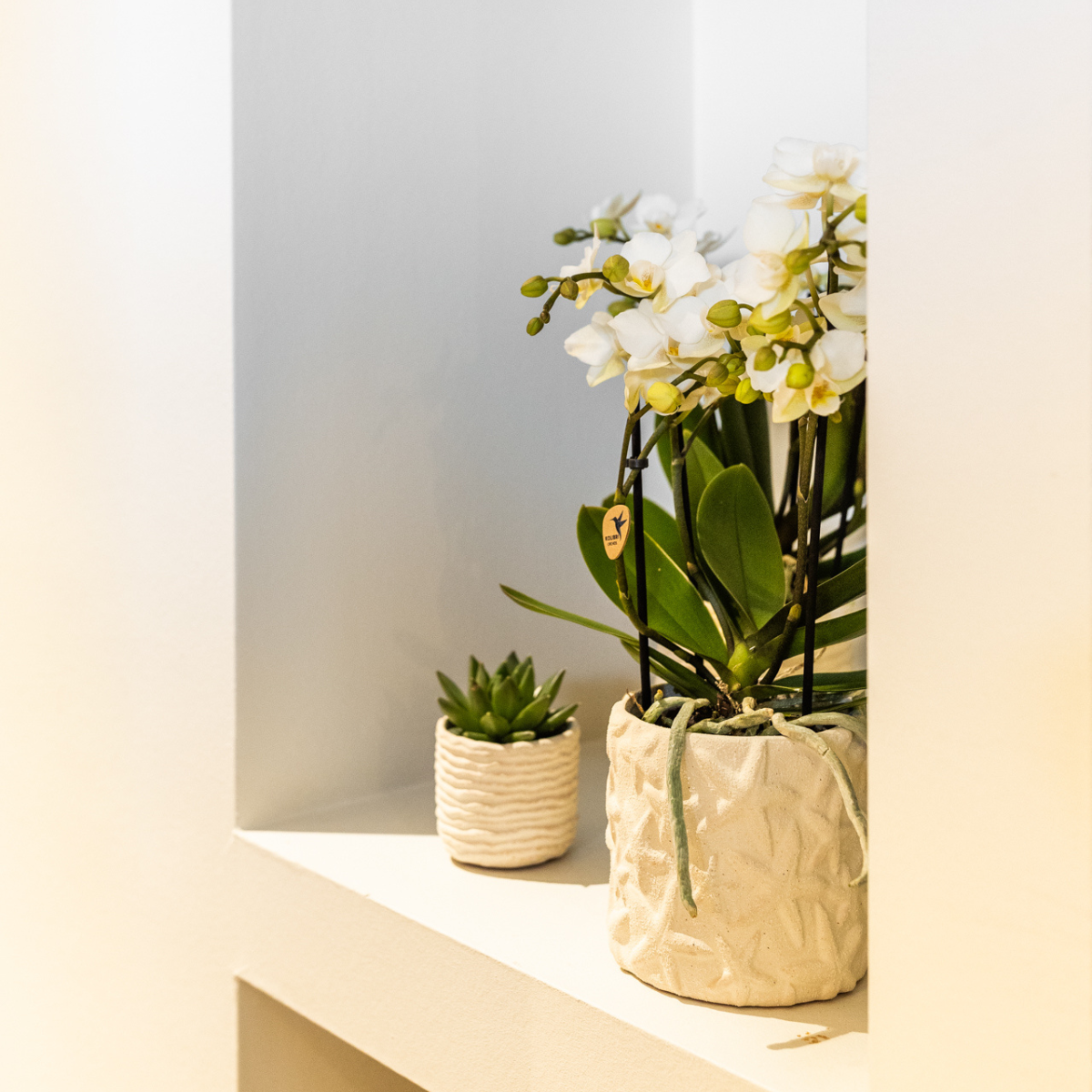 Star Fish Dekotopf Off White Ø9cm – Kolibri Home | Pflanzfix24.de - Pflanzfix24.de