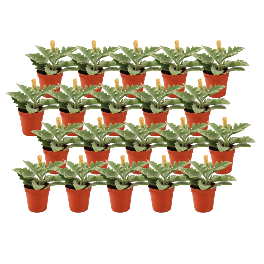 Kalanchoe Beharensis - 20 stuks - Ø5,5cm - ↕10cm - Pflanzfix24