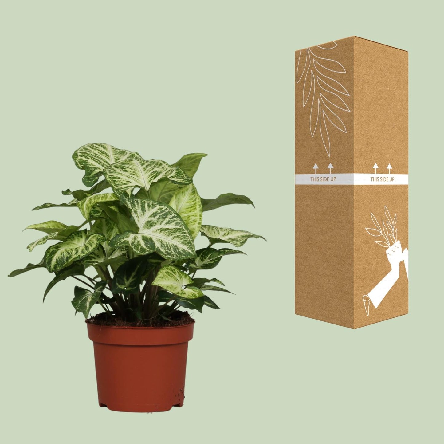 Syngonium Arrow - Ø12cm - ↕25cm bei Pflanzfix24