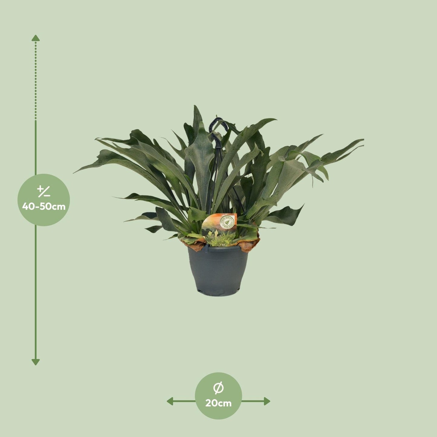 Platycerium Bifurcatum Hirschgeweihfarn Ø21cm – Pflanzfix24.de - Pflanzfix24.de