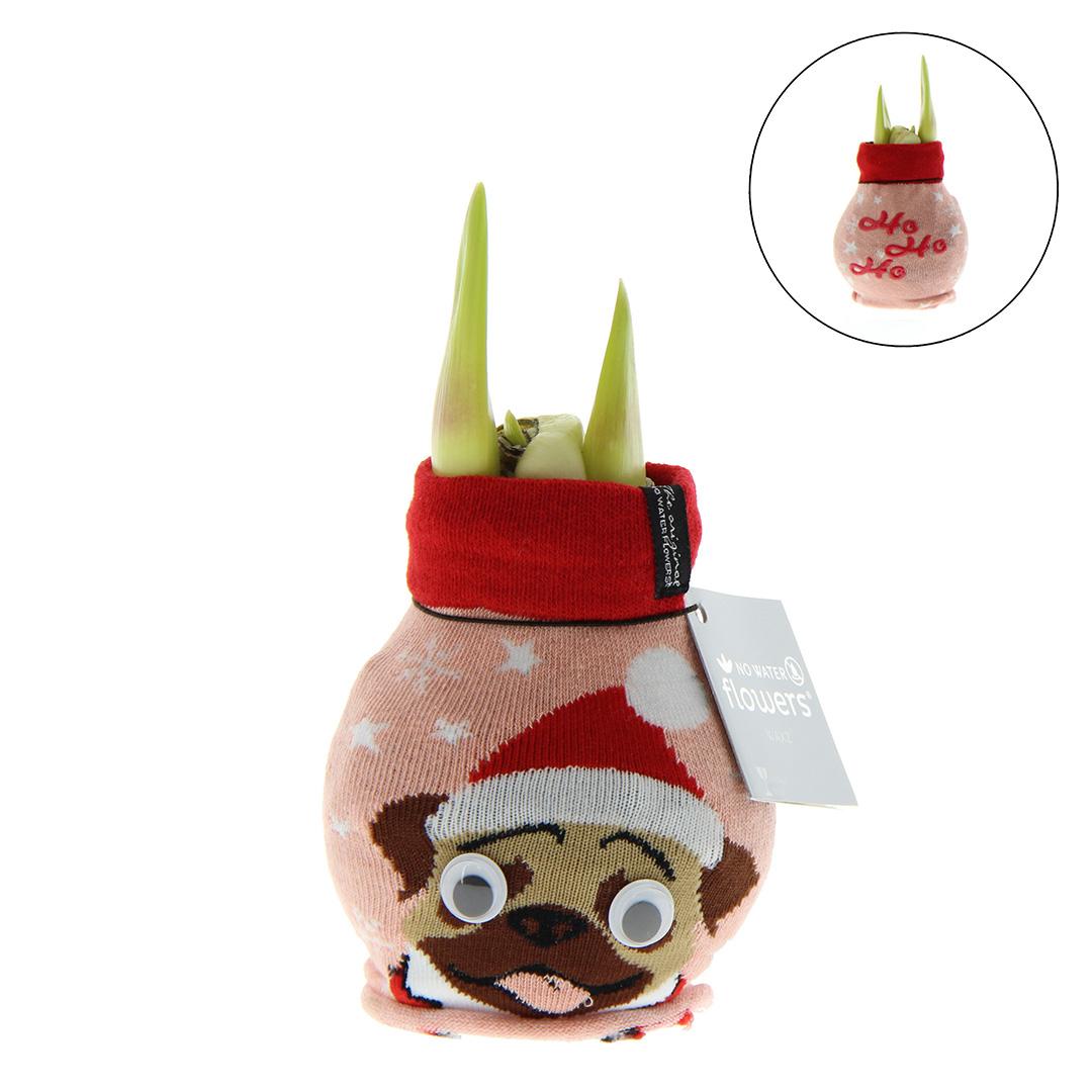 No Water Flowers® (wax amaryllis) | Fashionz Xmas Fun Silly - Dog + Red flower - Pflanzfix24