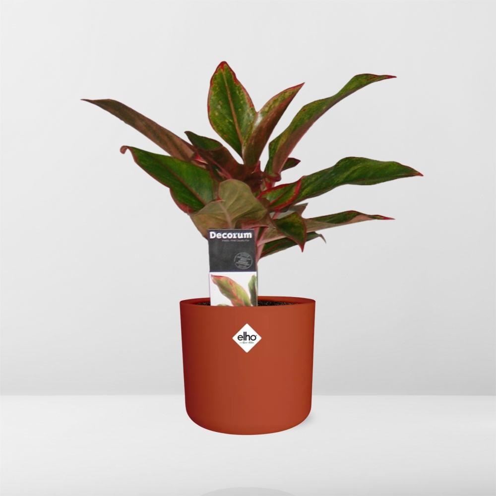 Aglaonema Crete in ELHO b.for soft rond 14cm brique - Pflanzfix24