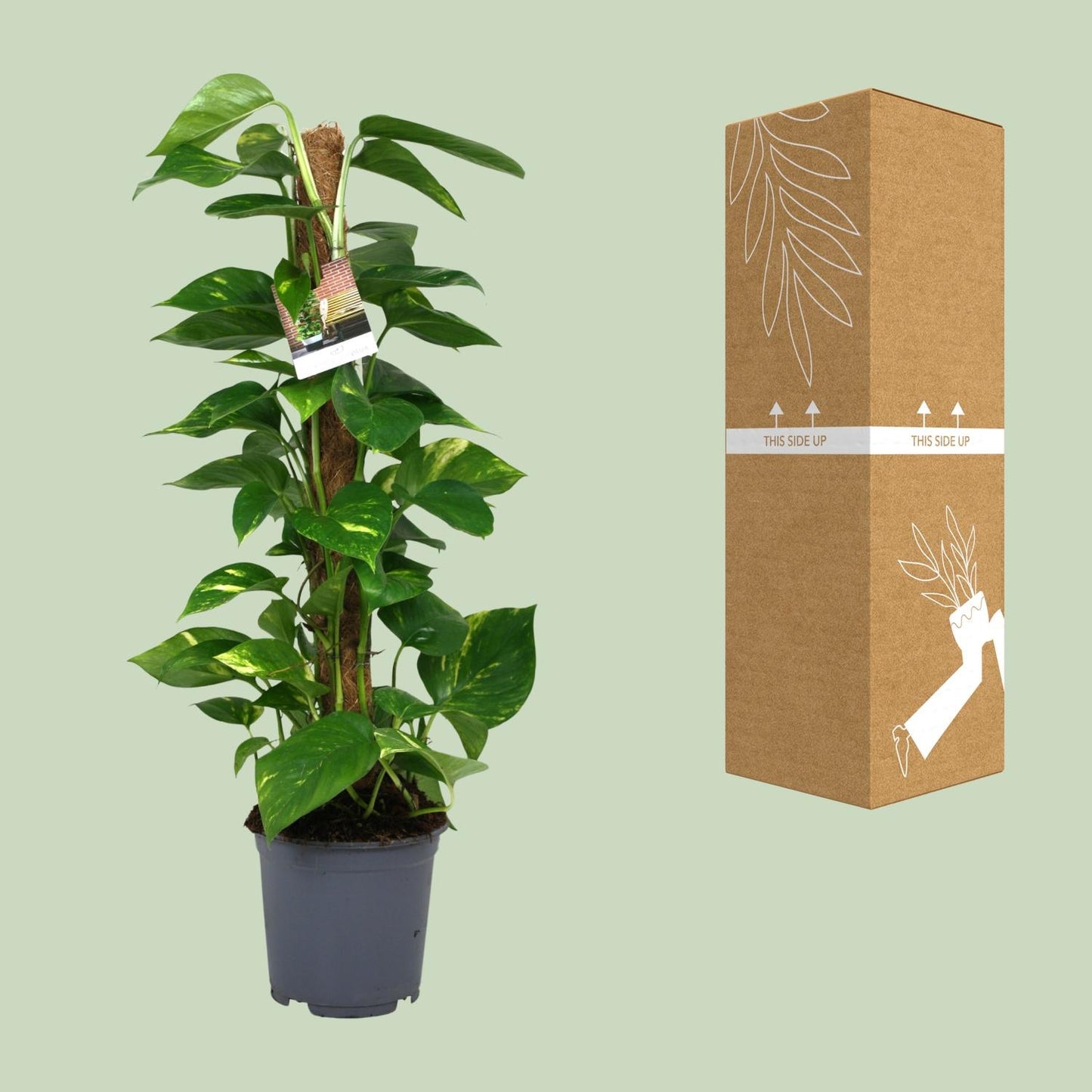 Scindapsus Epipremnum 80 cm im Topf Ø19 cm – pflanzfix24