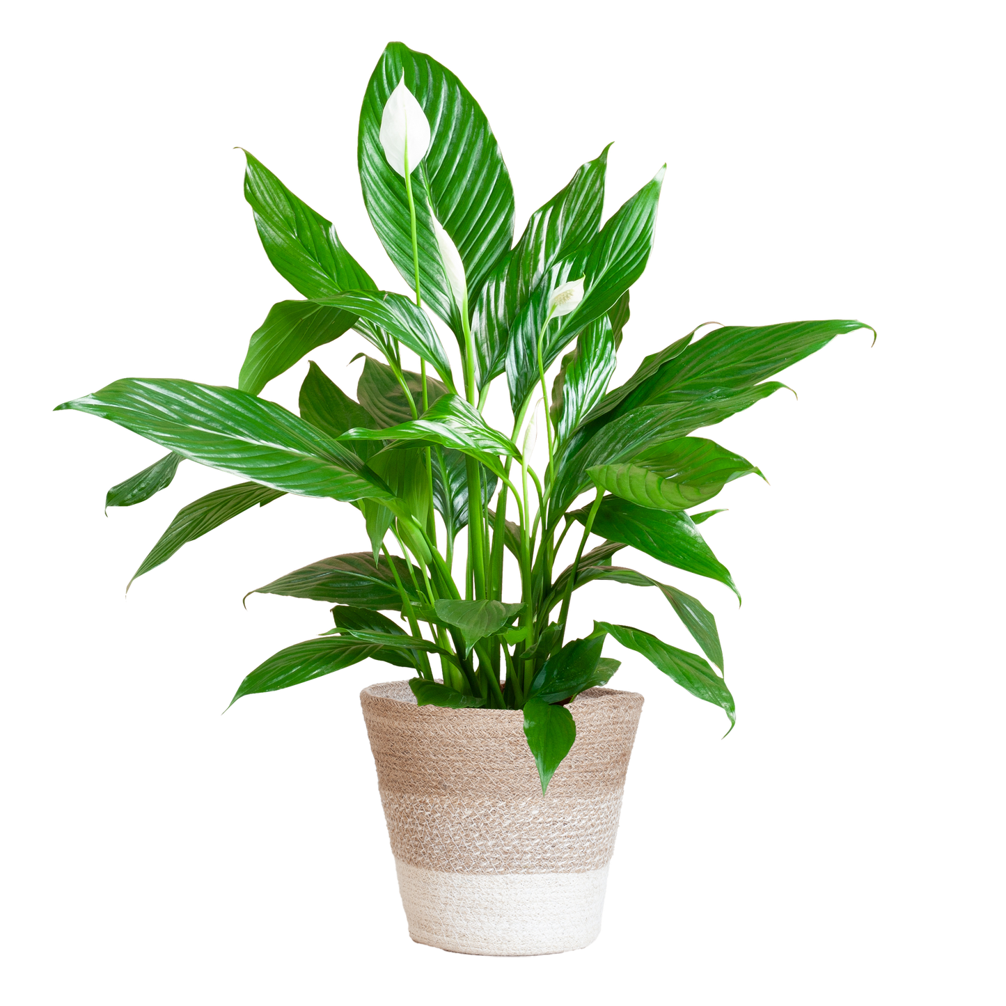 Spathiphyllum 80 cm mit Jutekorb Lissabon – Pflanzfix24.de - Pflanzfix24.de