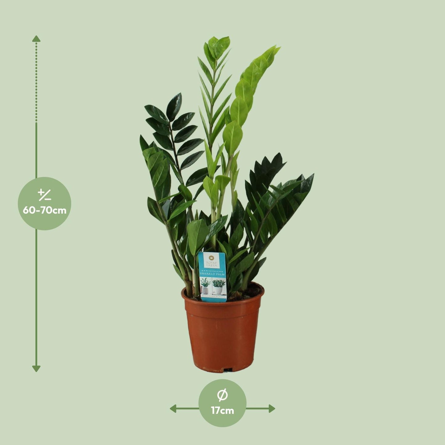 Zamioculcas Zamiifolia 65cm – Grünpflanze bei Pflanzfix24.de - Pflanzfix24.de