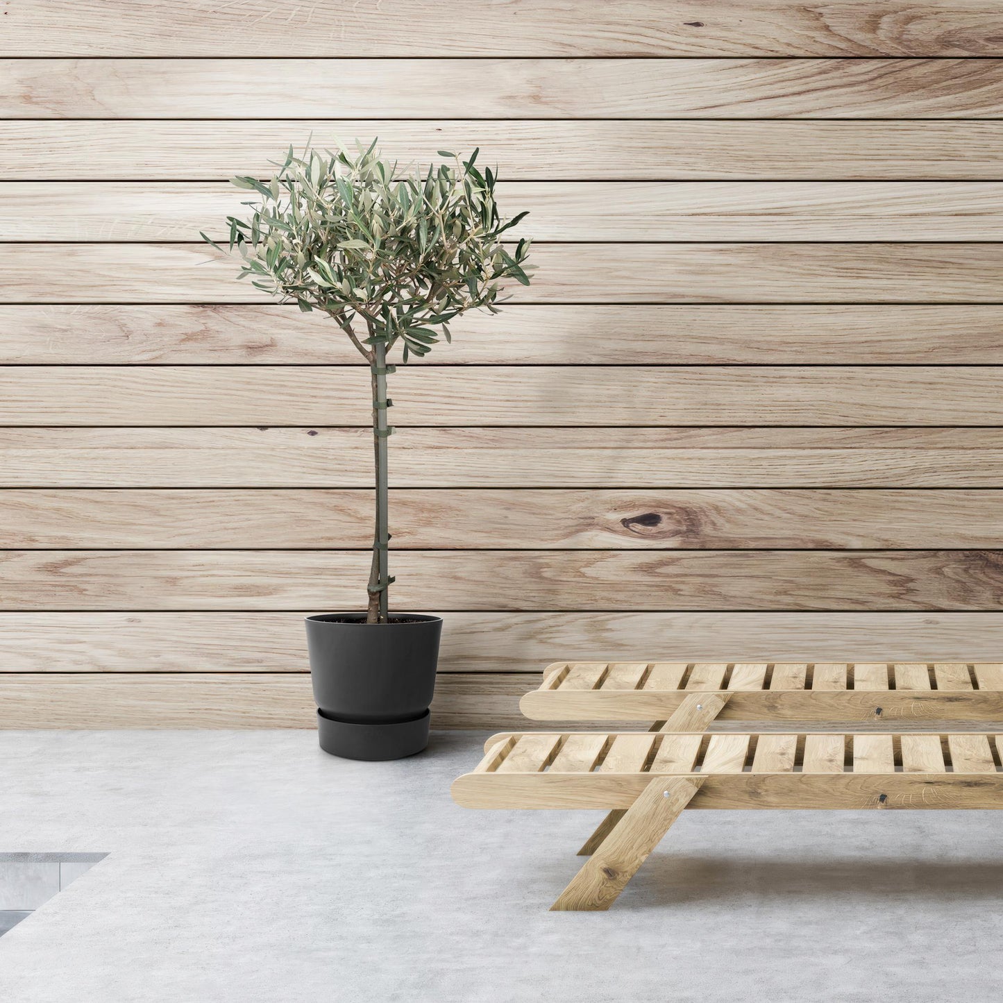 Olivenbaum Olea Europaea auf Stamm Ø19cm 90cm – Pflanzfix24.de - Pflanzfix24.de