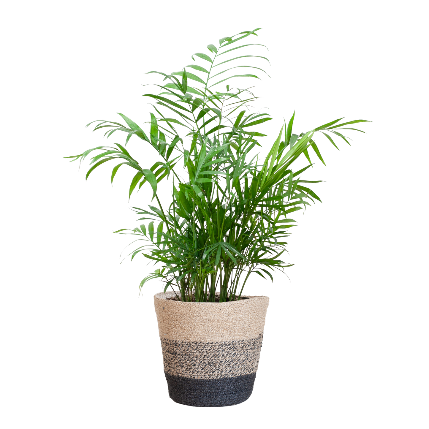 Chamaedorea Elegans mit Mand Lissabon Schwarz - 55cm - Ø17 - Pflanzfix24