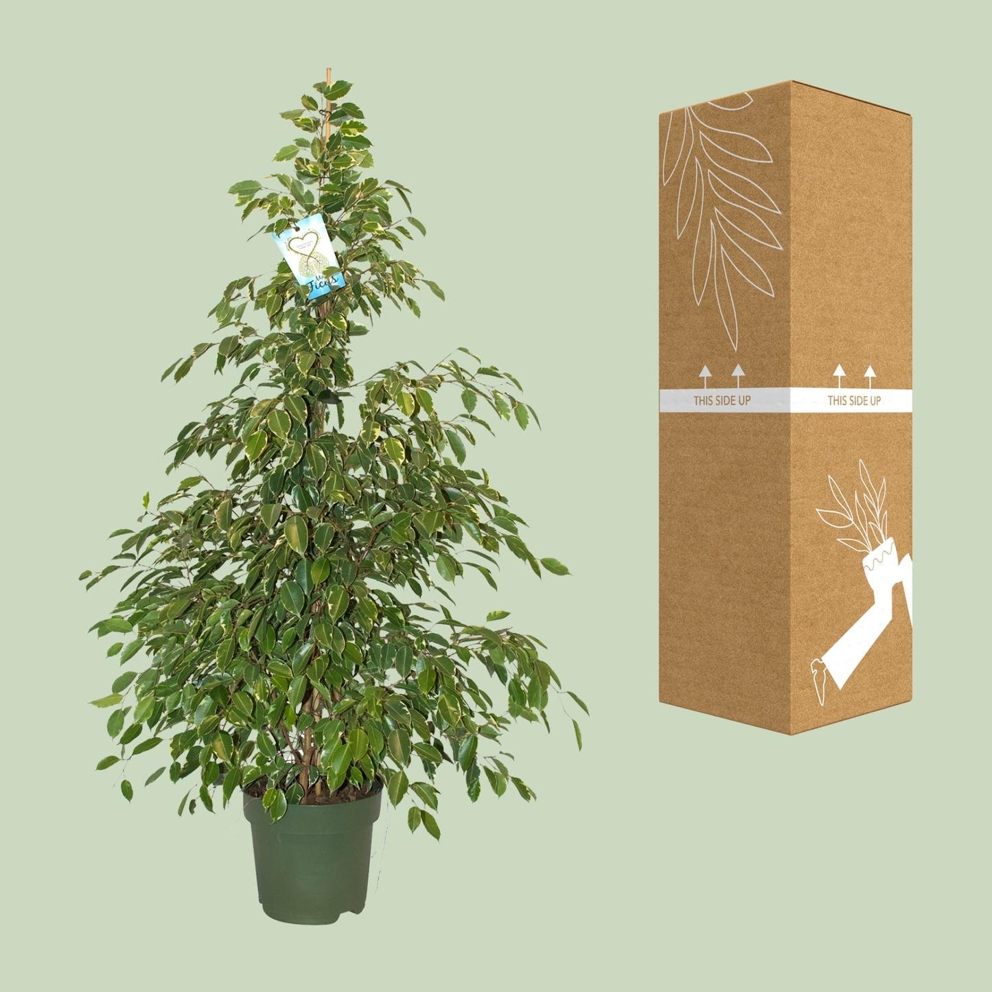 Ficus Benjamina Golden King - Ø27cm - ↕130cm - Pflanzfix24