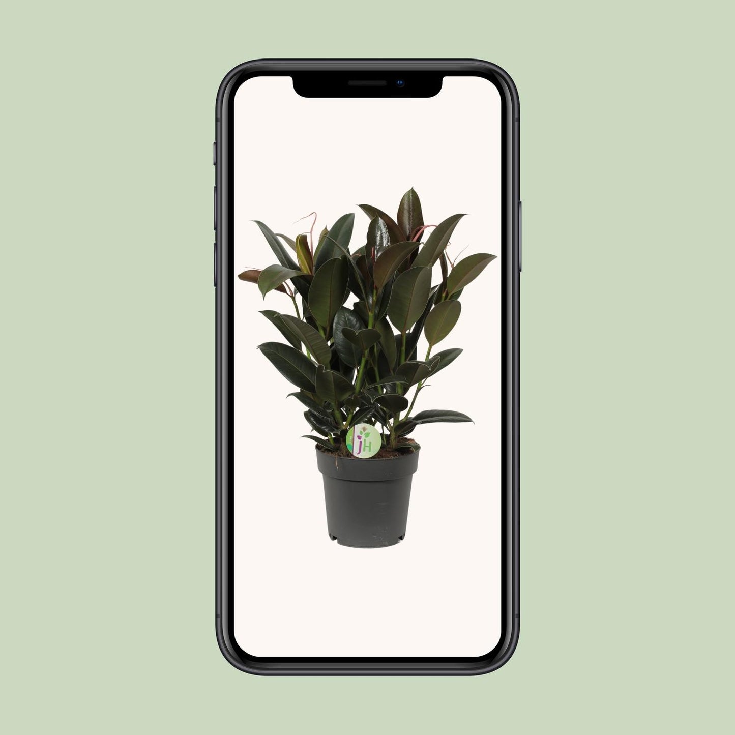 Ficus Melany - Ø19cm - ↕65cm by Pflanzfix24