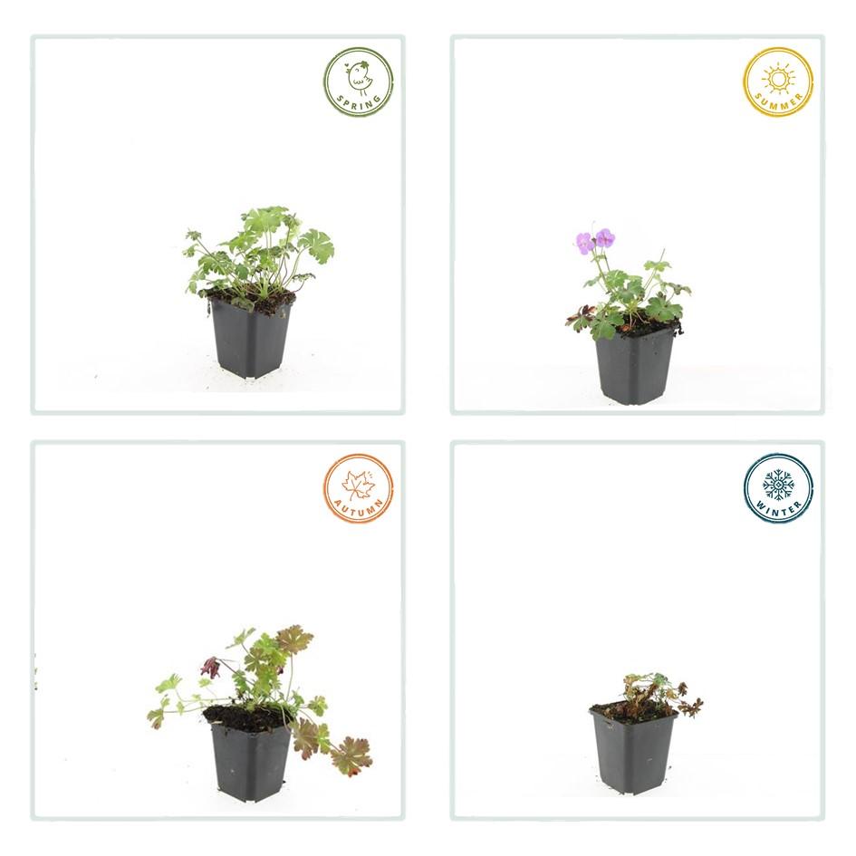 20er-Set Geranium cant. 'Cambridge' von Pflanzfix24.de - ↕10-25cm - Ø9cm - Pflanzfix24.de