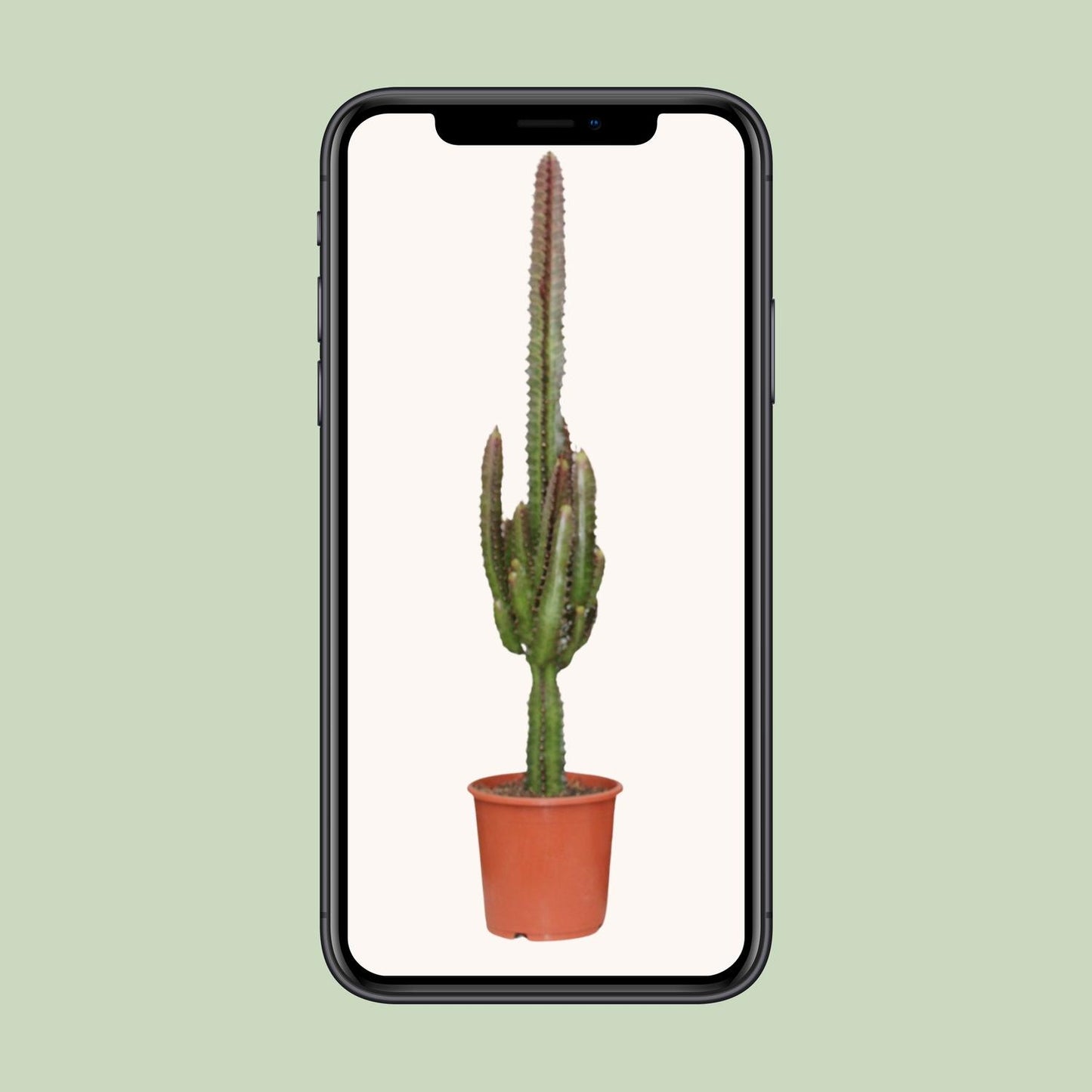 Euphorbia Trigona Rubra - Ø17cm - ↕70cm von Pflanzfix24
