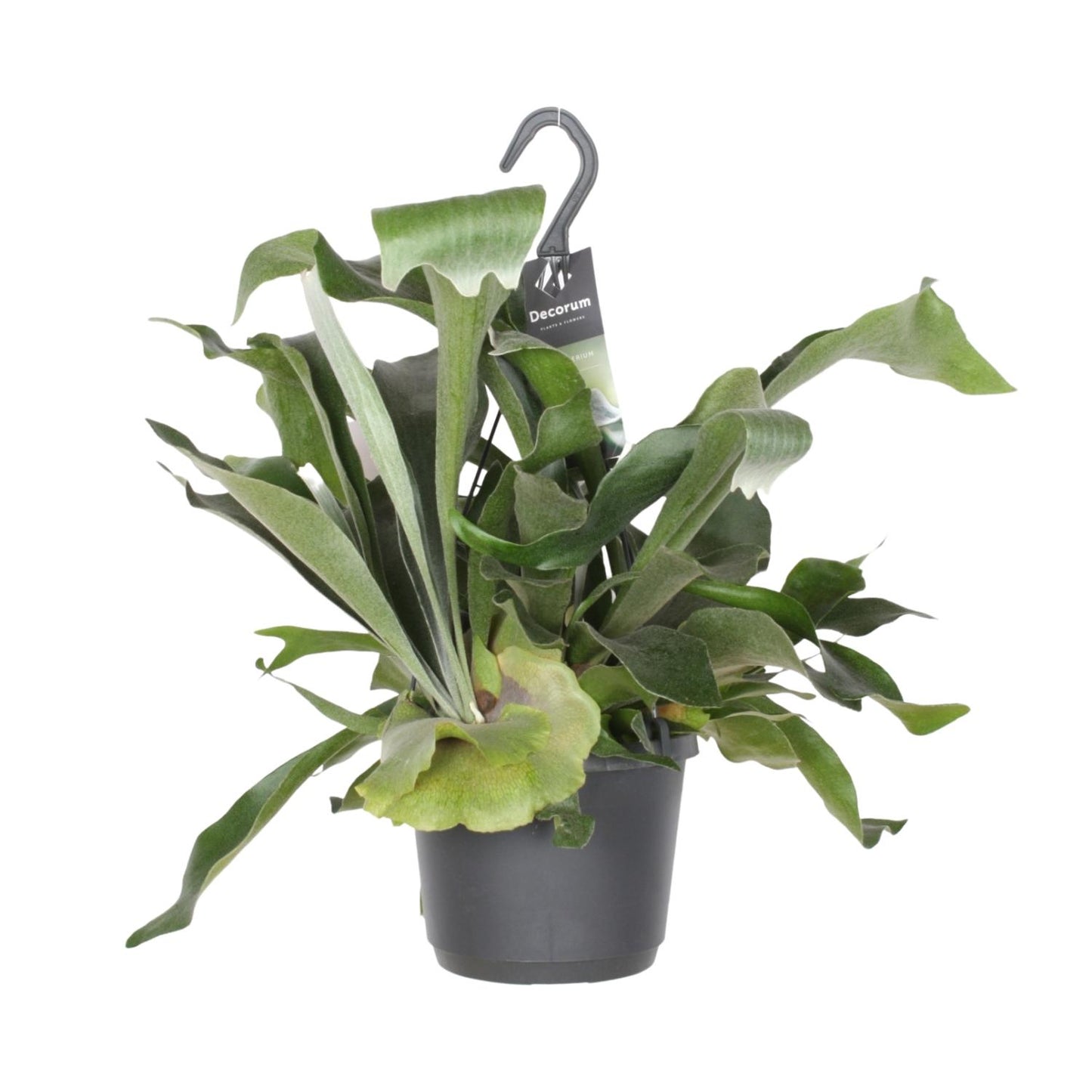 Platycerium Niederlande Hirschgeweihfarn Ø17cm – Pflanzfix24.de - Pflanzfix24.de