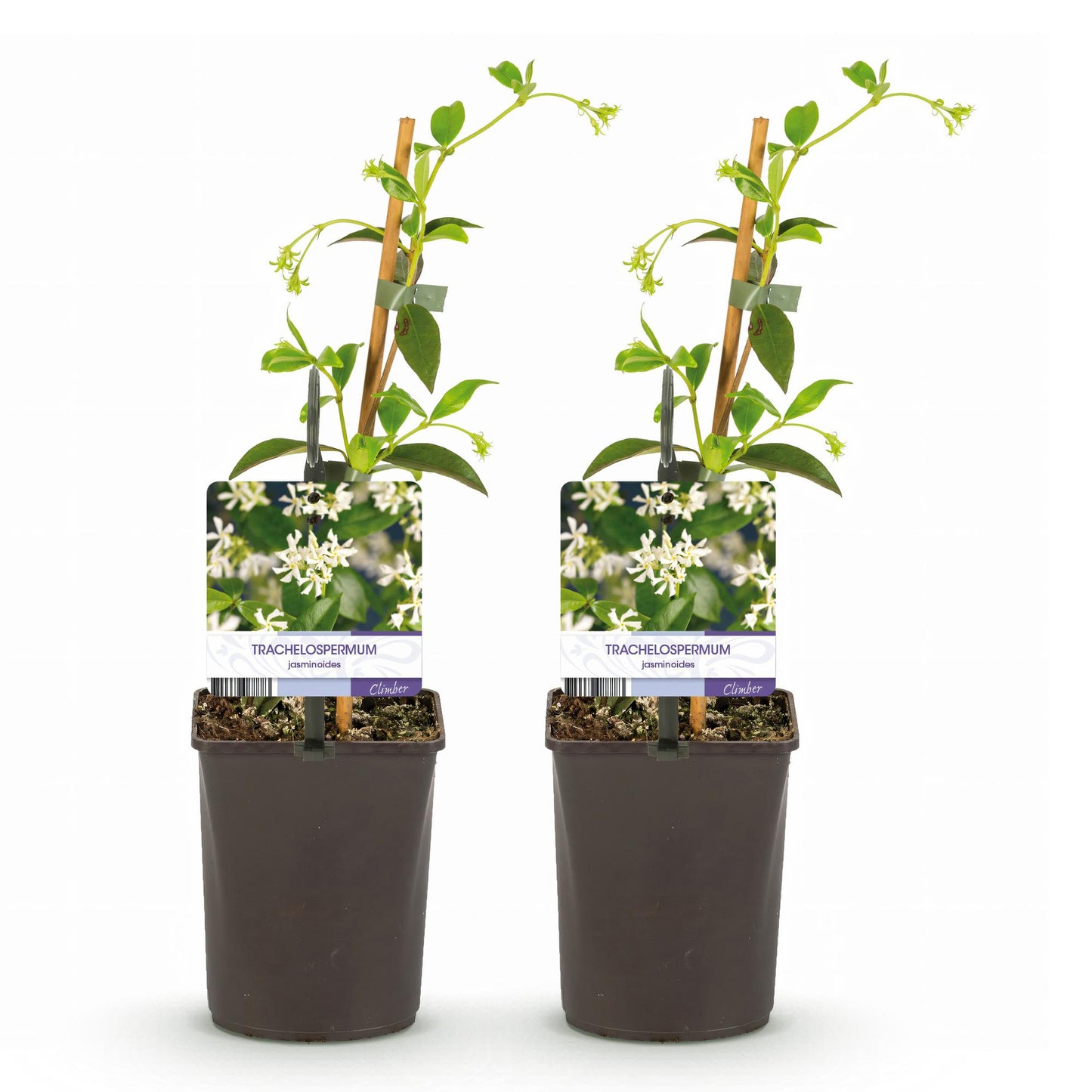 Pflanzfix24.de - Toskanischer Jasmin - Trachelospermum jasminoides - Immergrün - 2 Pflanzen - Pflanzfix24.de