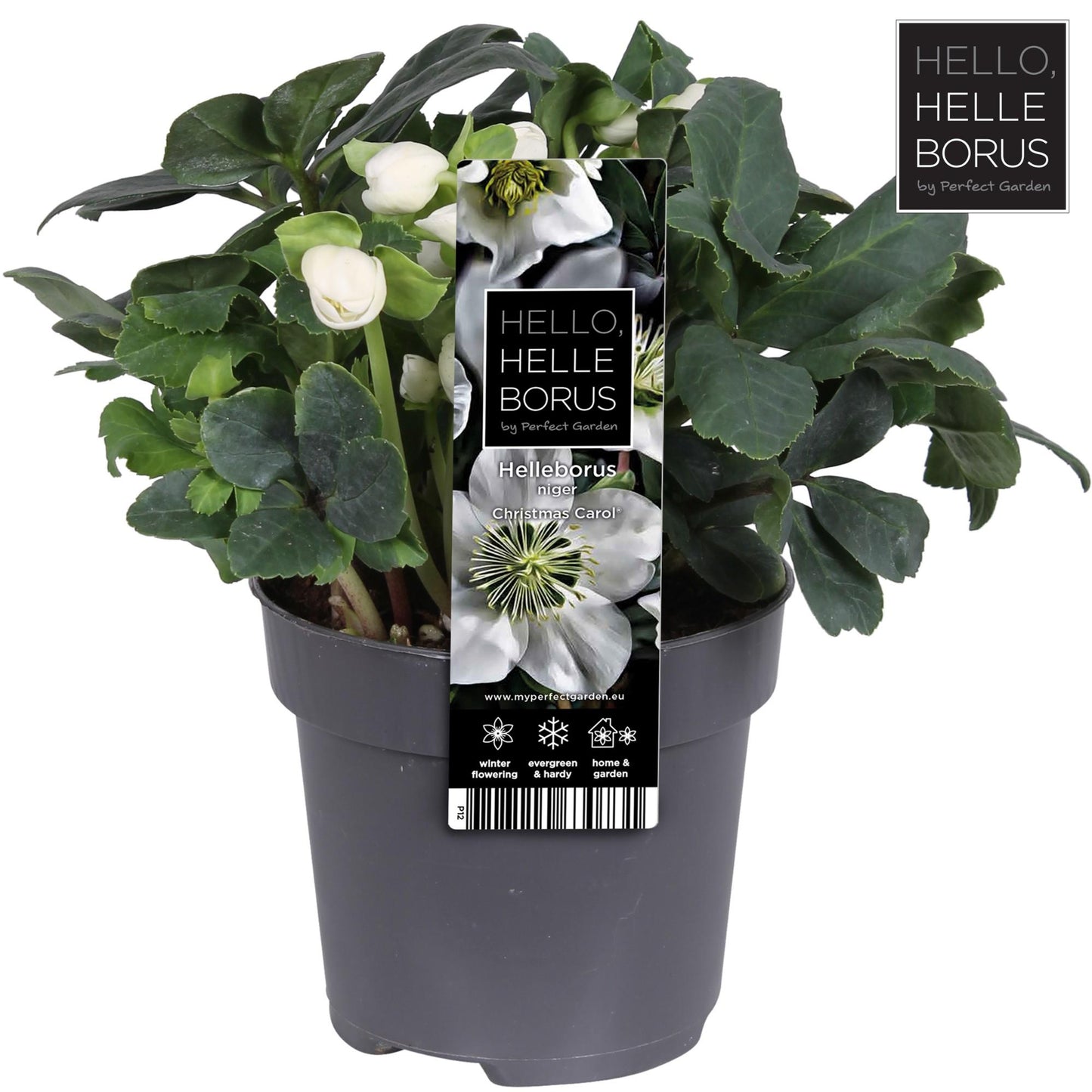 Helleborus Niger 'Christmas Carol' P12 (M) - Pflanzfix24