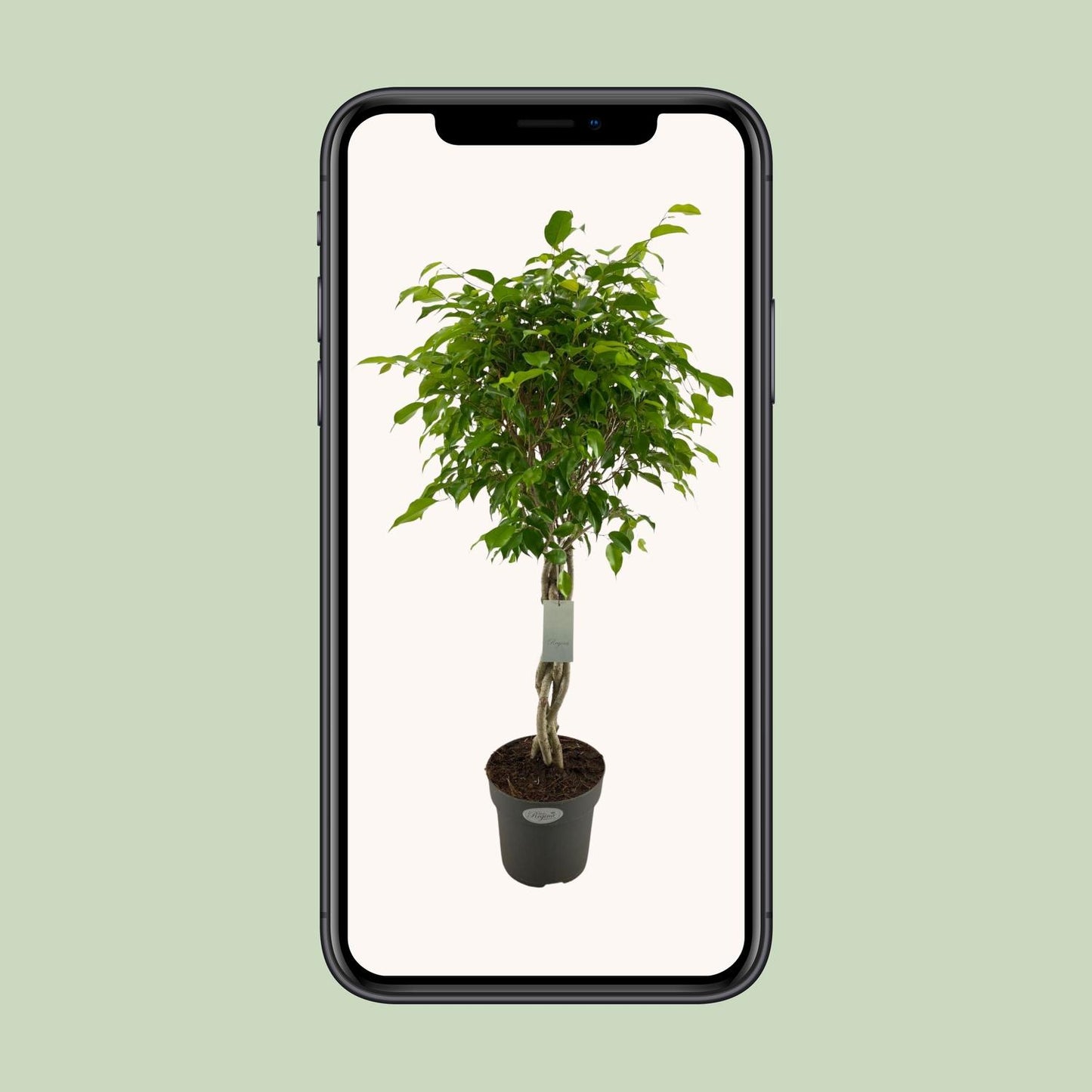 Ficus Benjamina Exotica Geflechtstamm - Ø24cm - ↕100cm - Pflanzfix24
