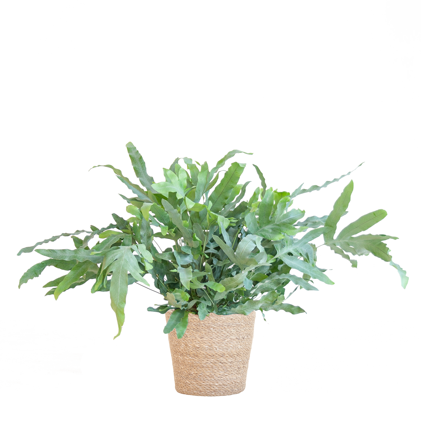 Phlebodium Aureum 'Blue Star' mit Korb Sofia natur - 40cm - Ø17 - Pflanzfix24