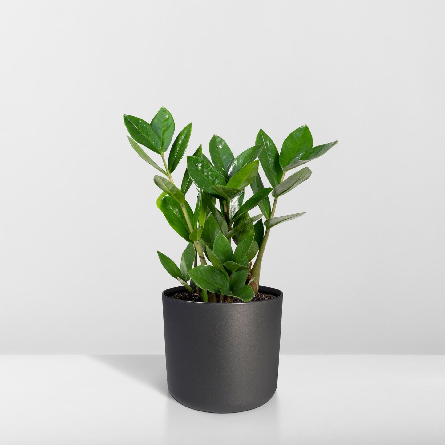 Zamiokulas 75 cm im 17 cm Topf – Pflanzfix24.de - Pflanzfix24.de