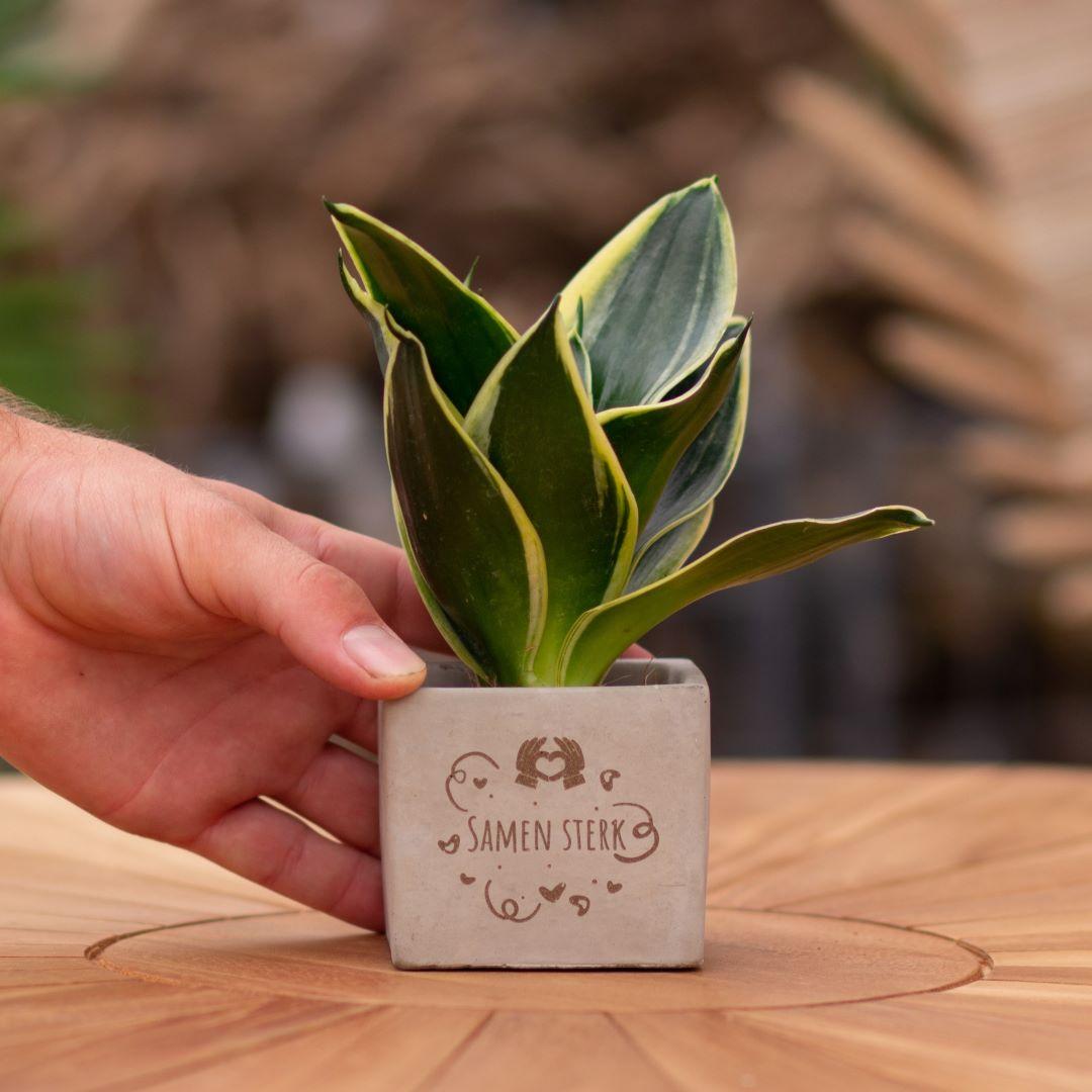 Congreet plantpots + Sansevieria | Samen sterk - Pflanzfix24.de - Pflanzfix24.de