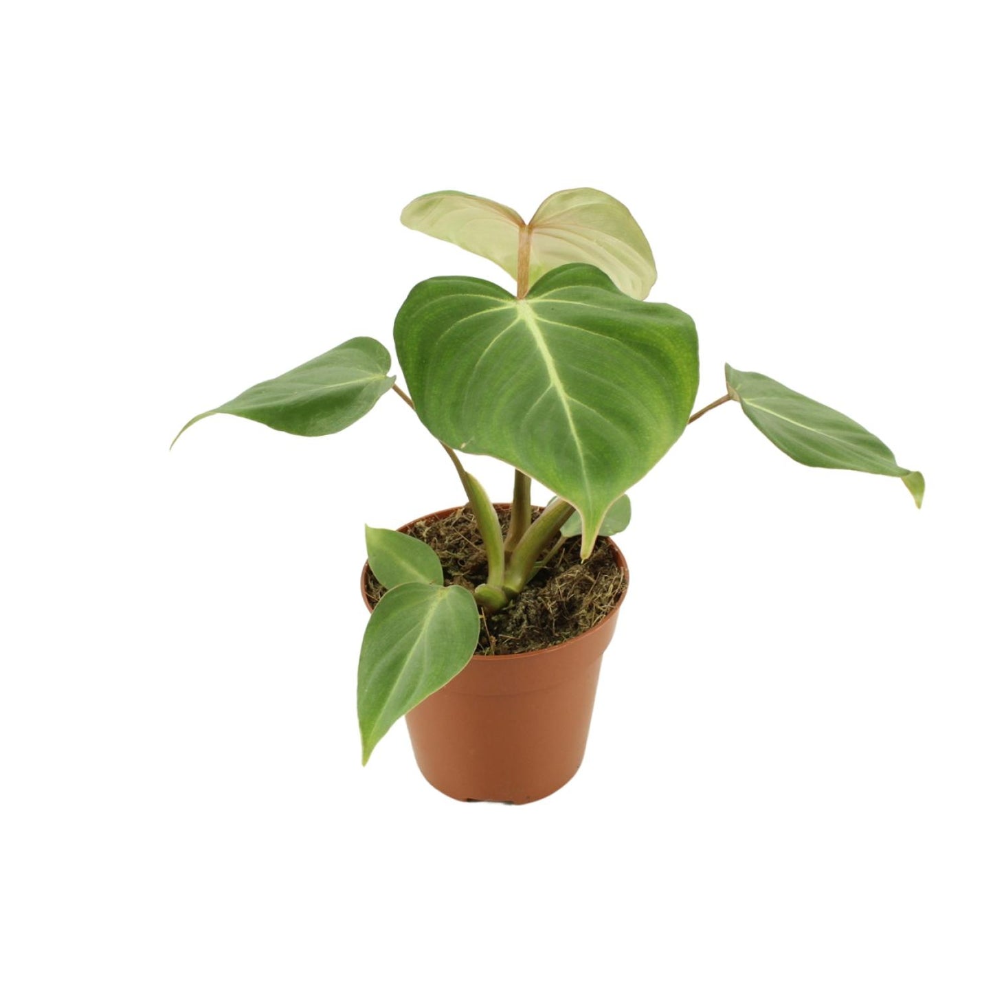 Philodendron Gloriosum - Ø12cm - ↕30cm - Pflanzfix24