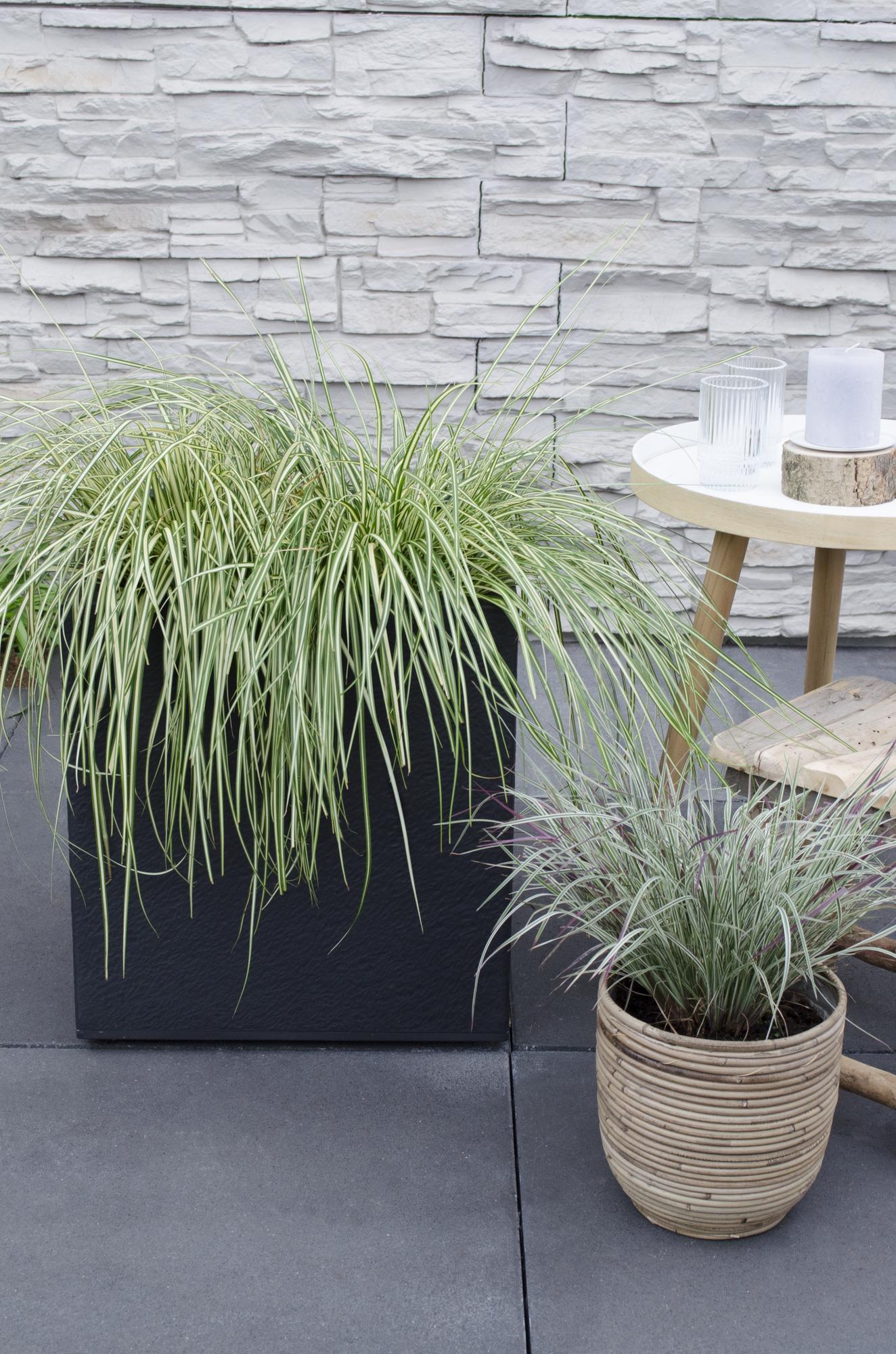 3x Carex hachijoensis 'Evergold' - 30cm - Ø14 - Pflanzfix24