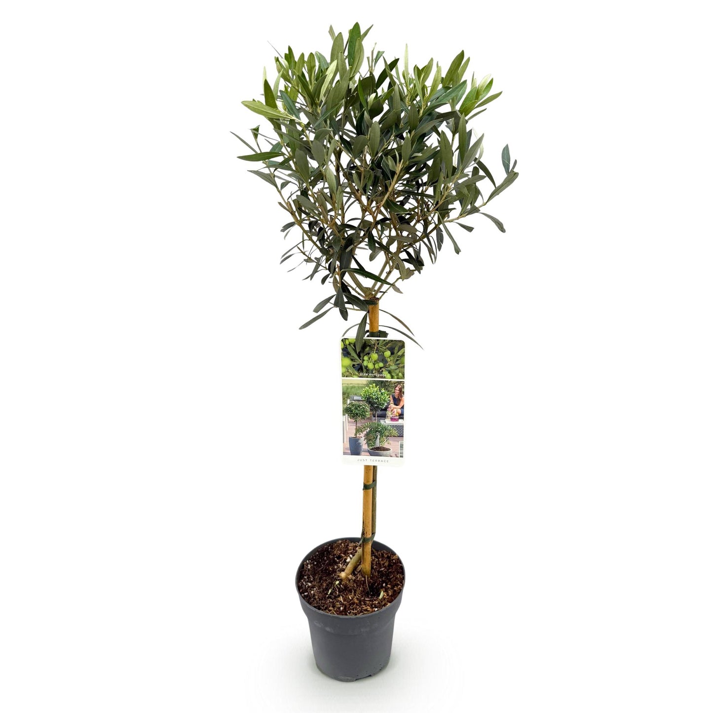 Olea Europaea - Olivenbaum auf Stamm - Terrassenpflanze - Immergrün - Topf 19cm Höhe 90cm - Pflanzfix24.de - Pflanzfix24.de