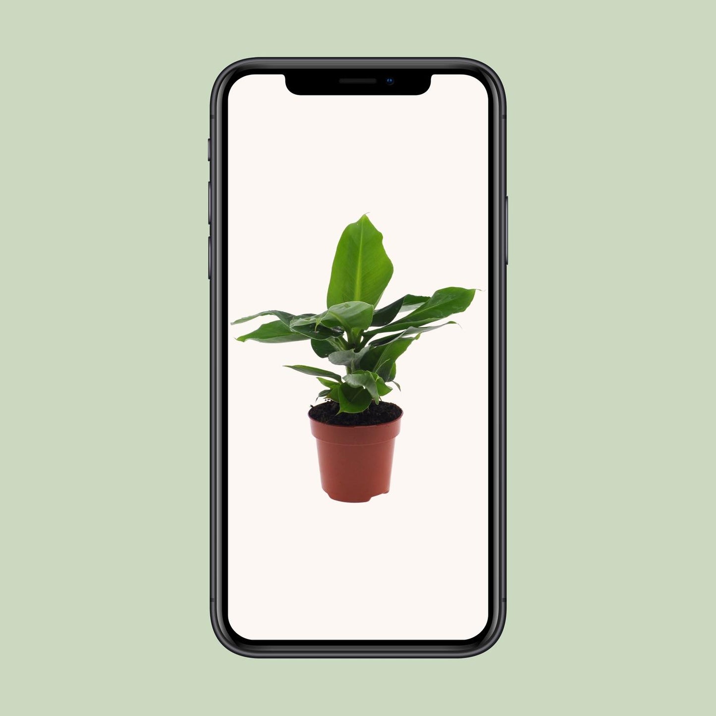 Musa Oriental Dwarf Bananenpflanze 12cm – Pflanzfix24.de - Pflanzfix24.de