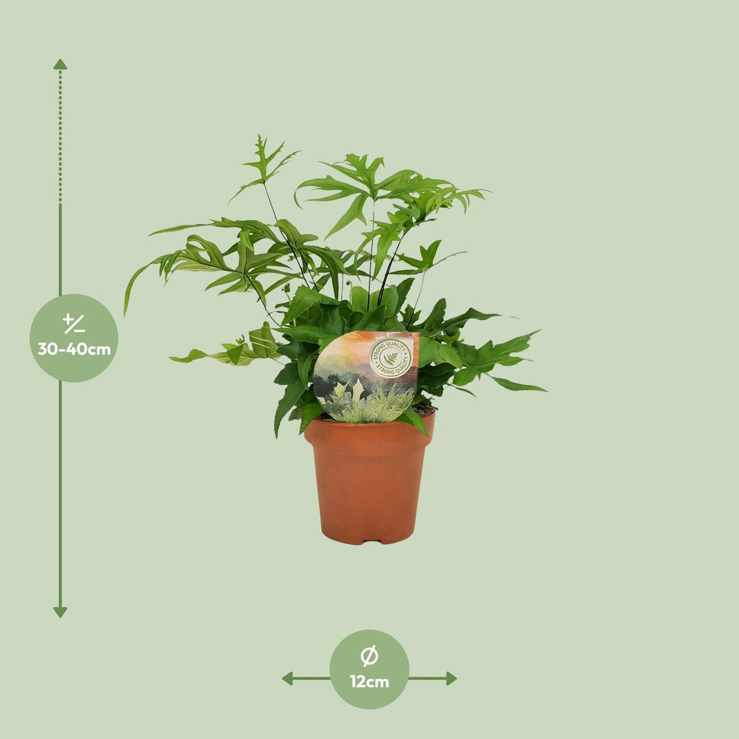 Doryopteris Pedata - Ø12cm - ↕35cm bei Pflanzfix24