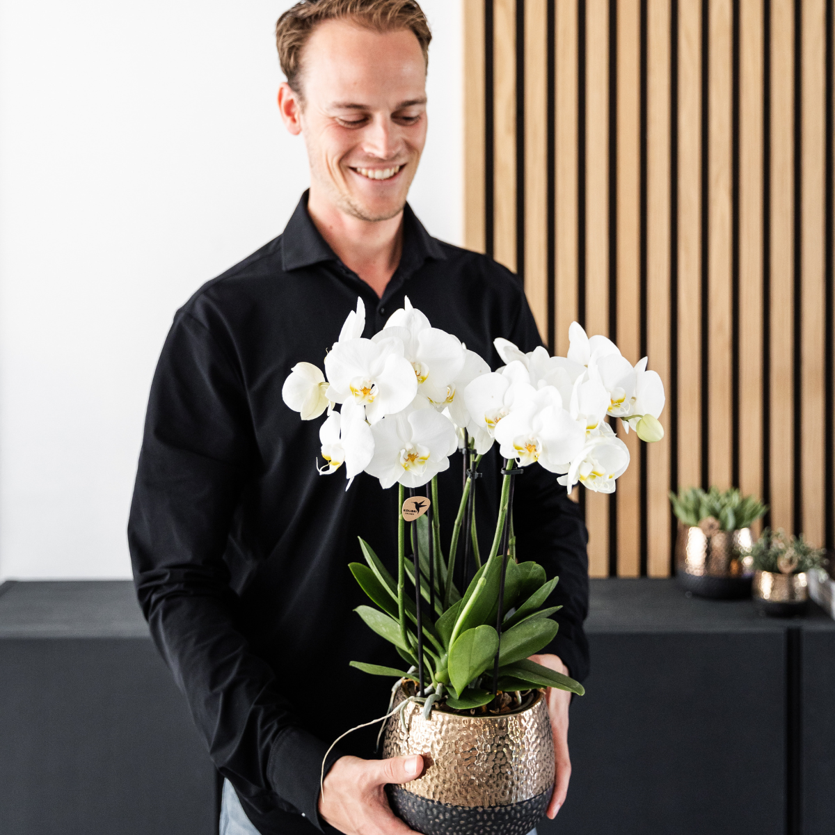 2x Orchidee Weiß Ø12 cm – Phalaenopsis Kombi-Set | Pflanzfix24.de - Pflanzfix24.de