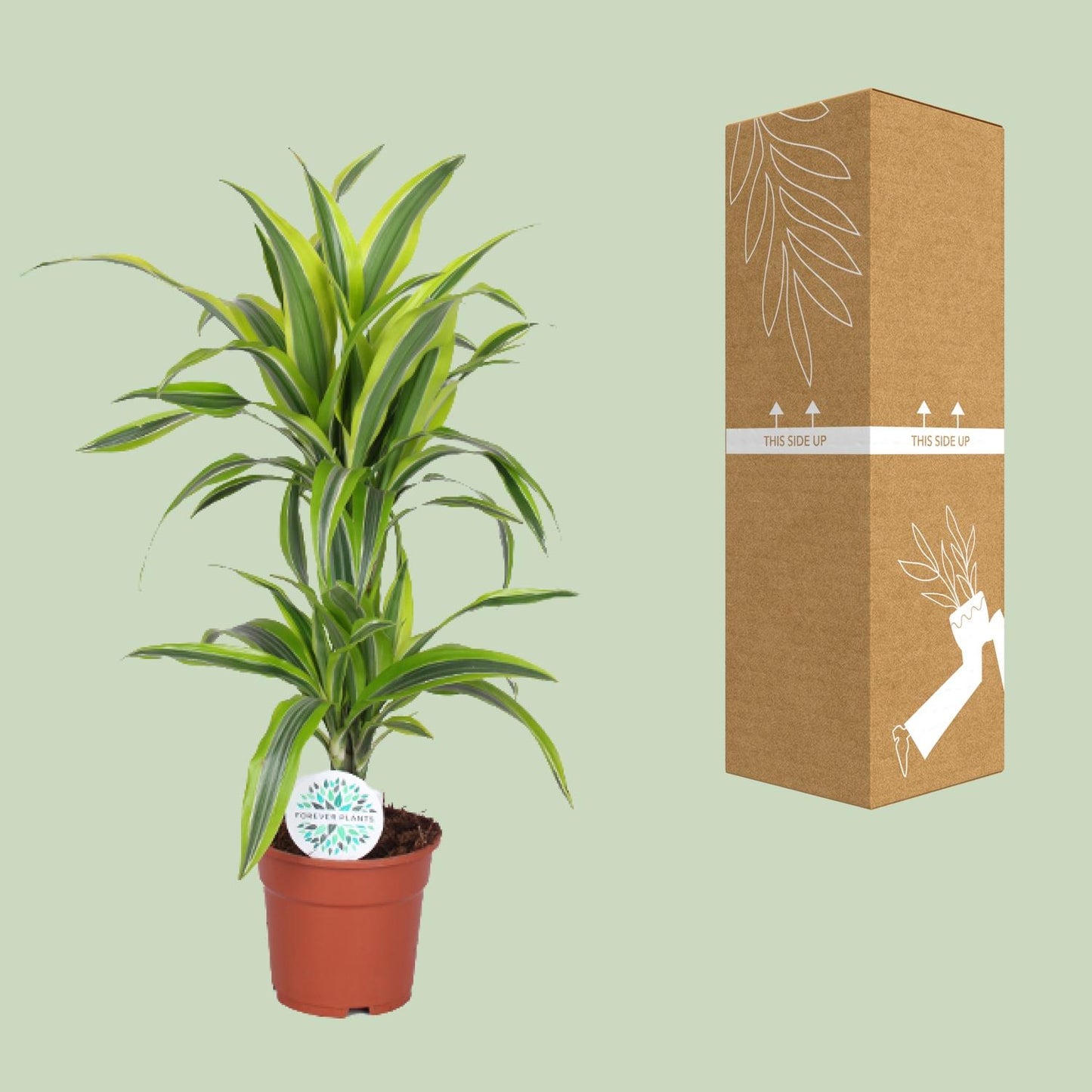 Dracaena Lemon Lime - Ø17cm - pflanzfix24
