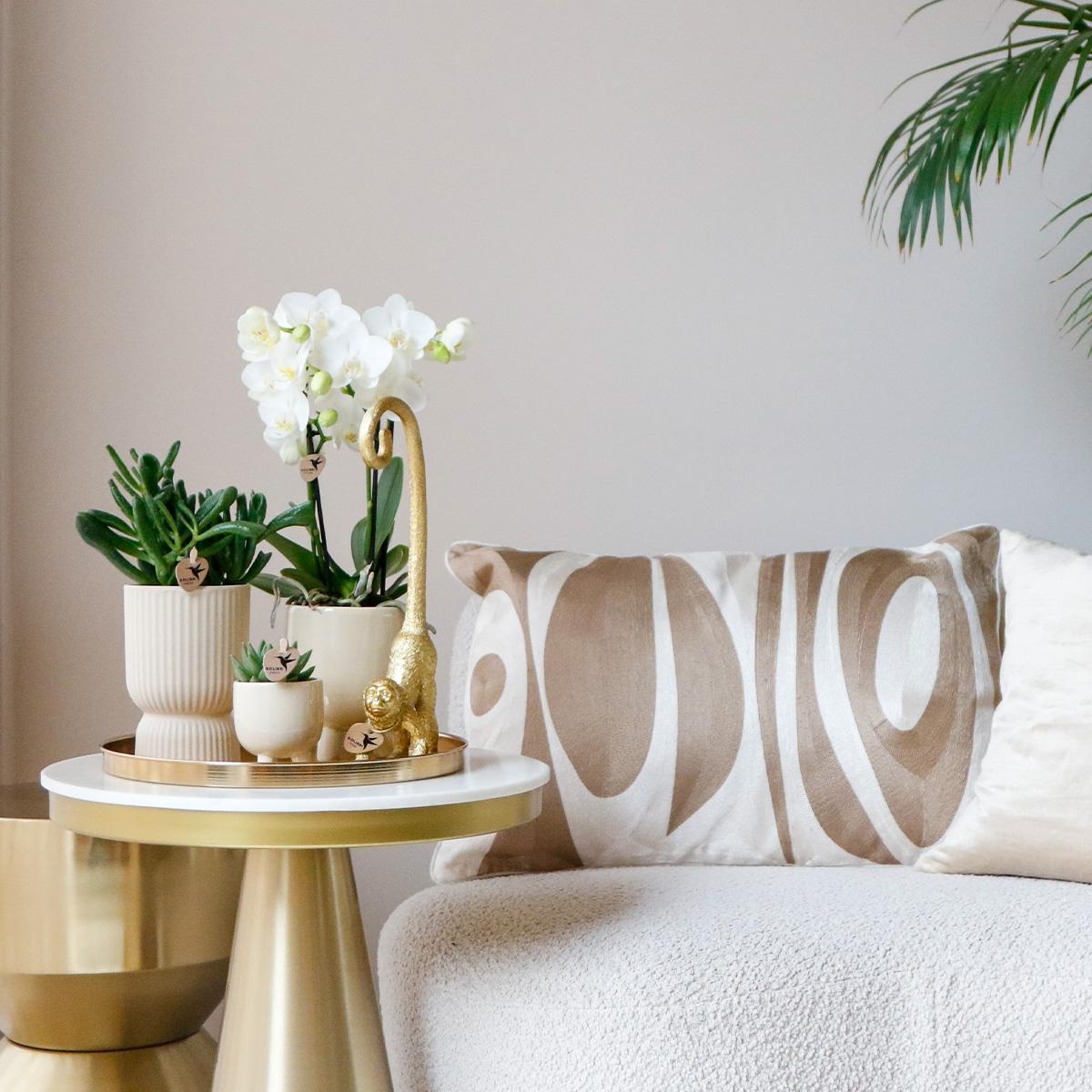 Pflanzset Luxury Living – Orchidee & Grünpflanzen | Pflanzfix24.de - Pflanzfix24.de