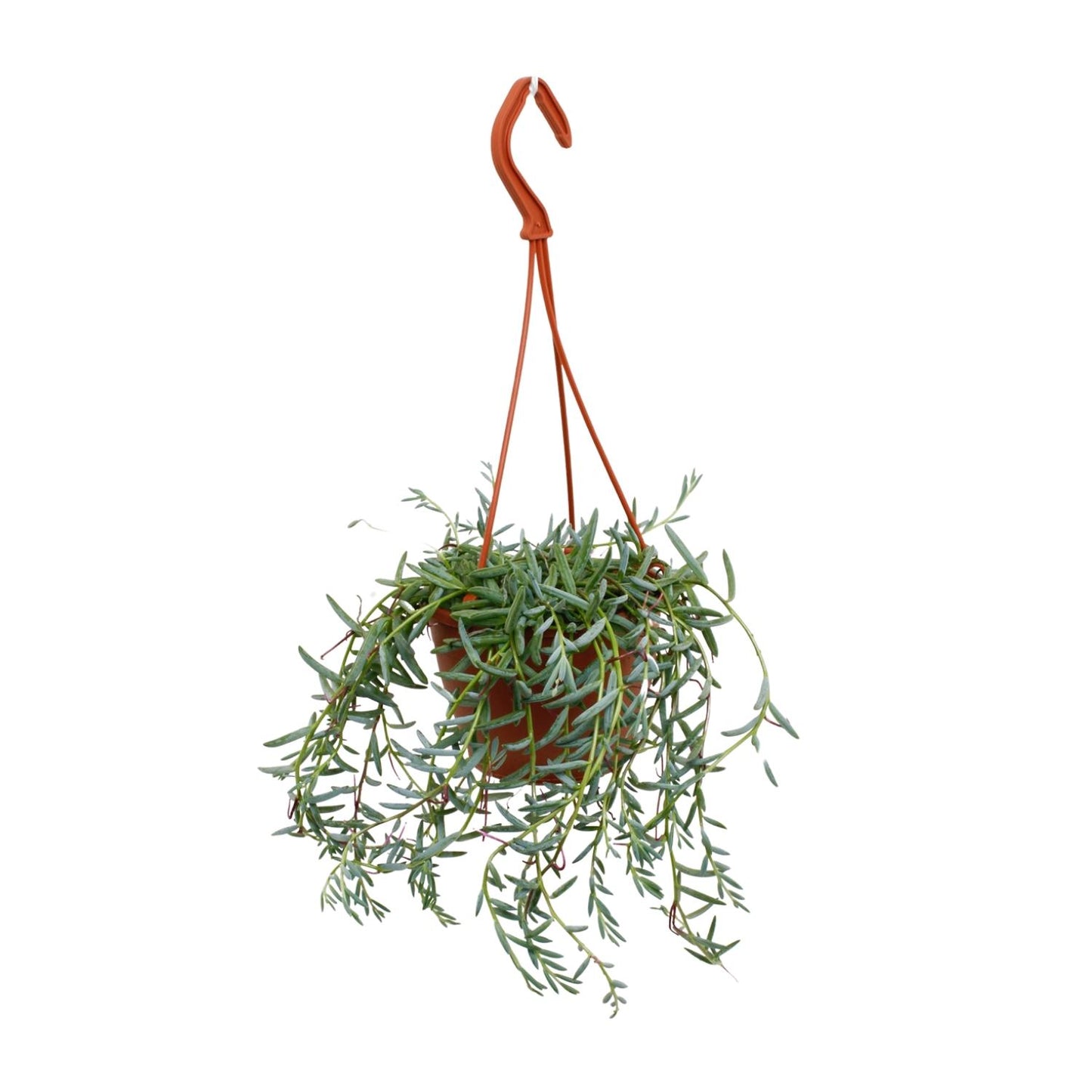 Senecio Hallianus - Ø12cm - ↕25cm - Pflanzfix24