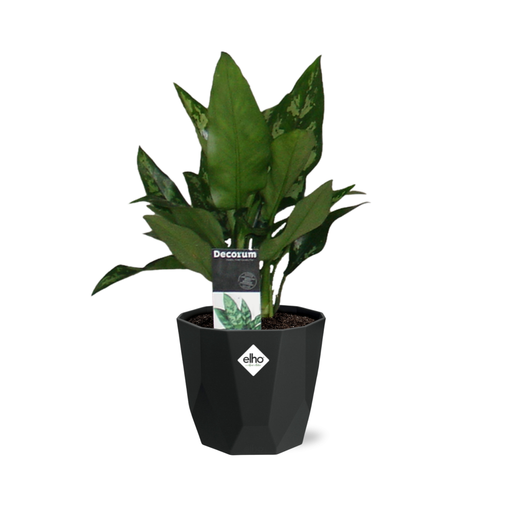 Aglaonema Maria in 14cm b.for rock living black bei Pflanzfix24