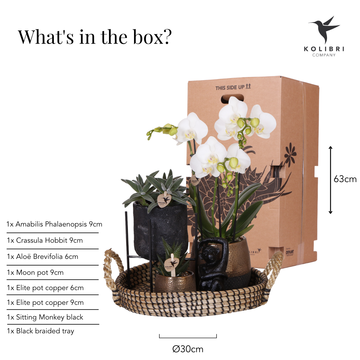Pflanzset Home Hub – Orchidee & Grünpflanzen | Pflanzfix24.de - Pflanzfix24.de