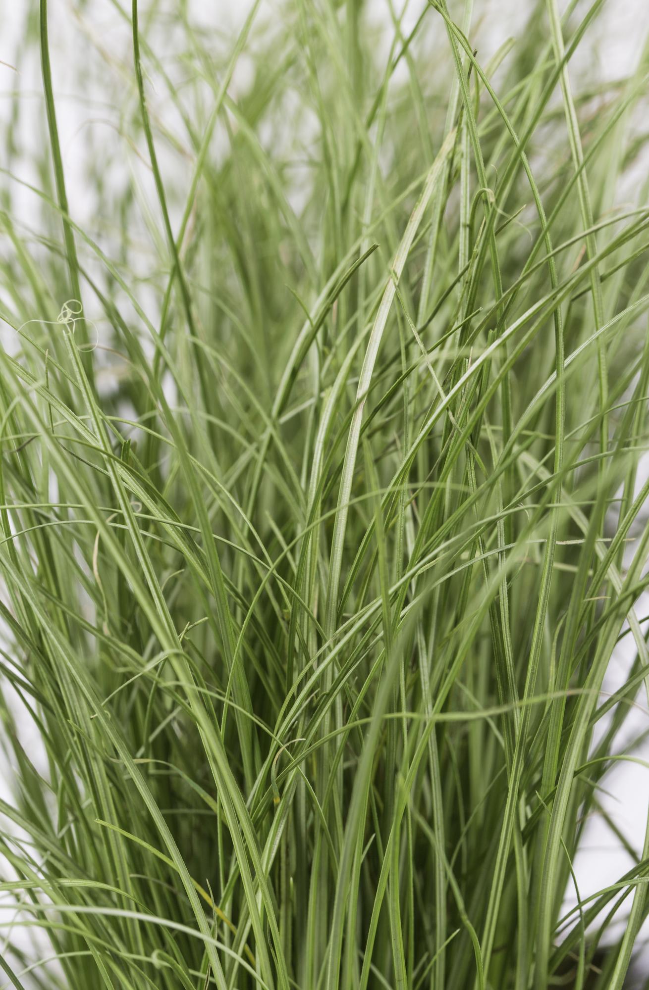3x Carex comans 'Frosted Curls' - ↨30cm - Ø14 - Pflanzfix24